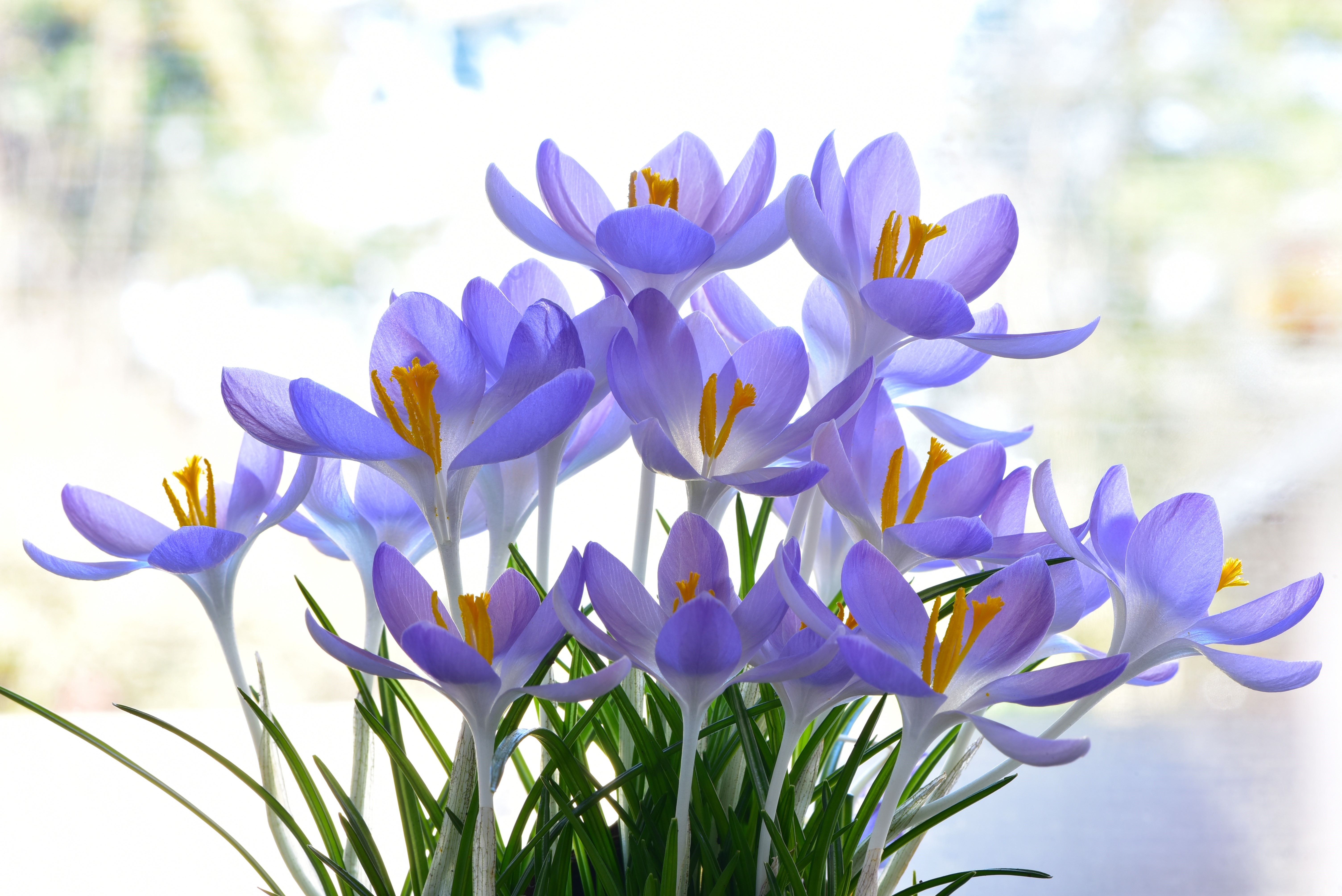 Violet Crocuses Closeup HD Wallpaper