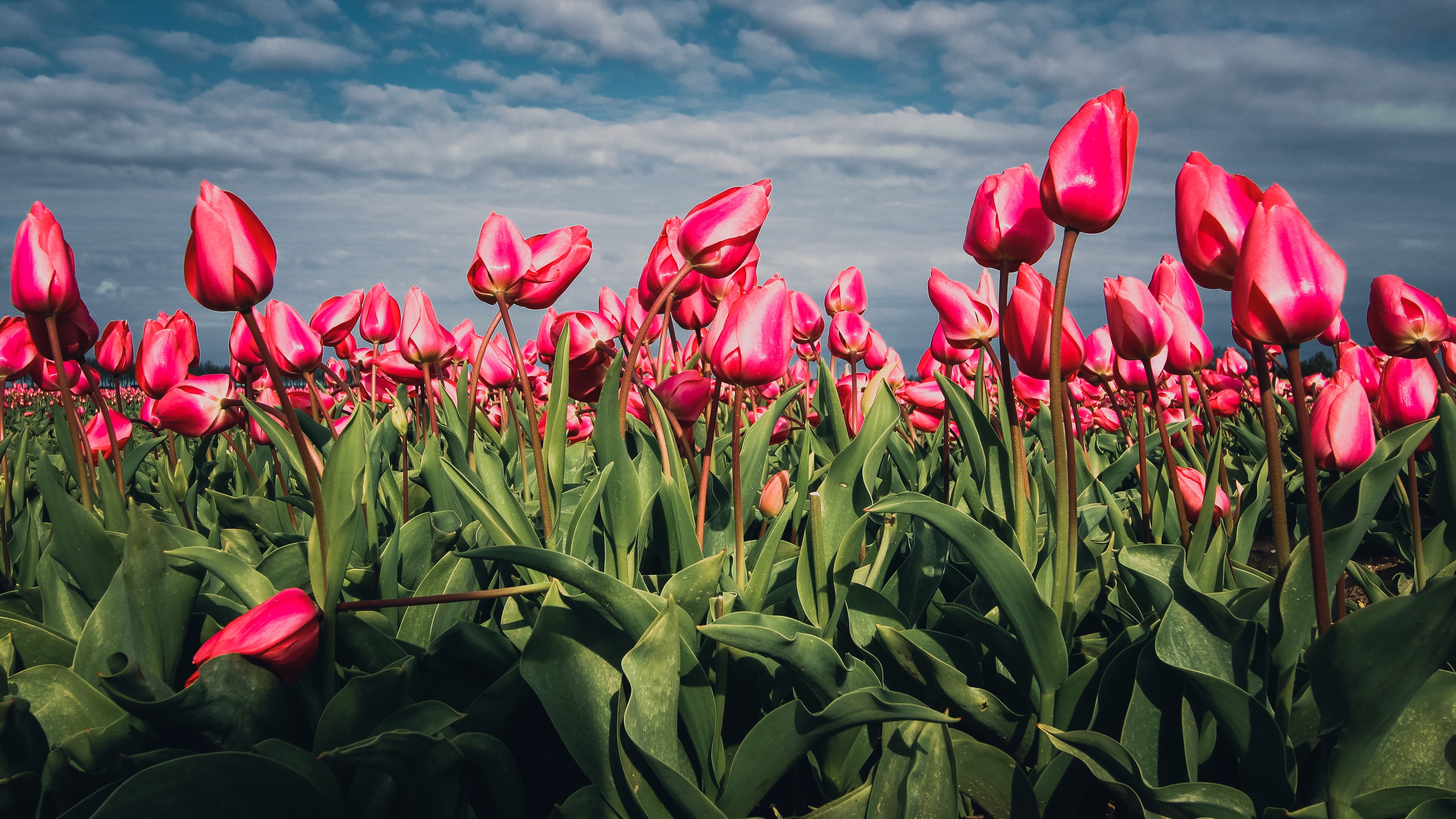 4K Pink Tulips Field Under Cloudy Sky HD Wallpaper