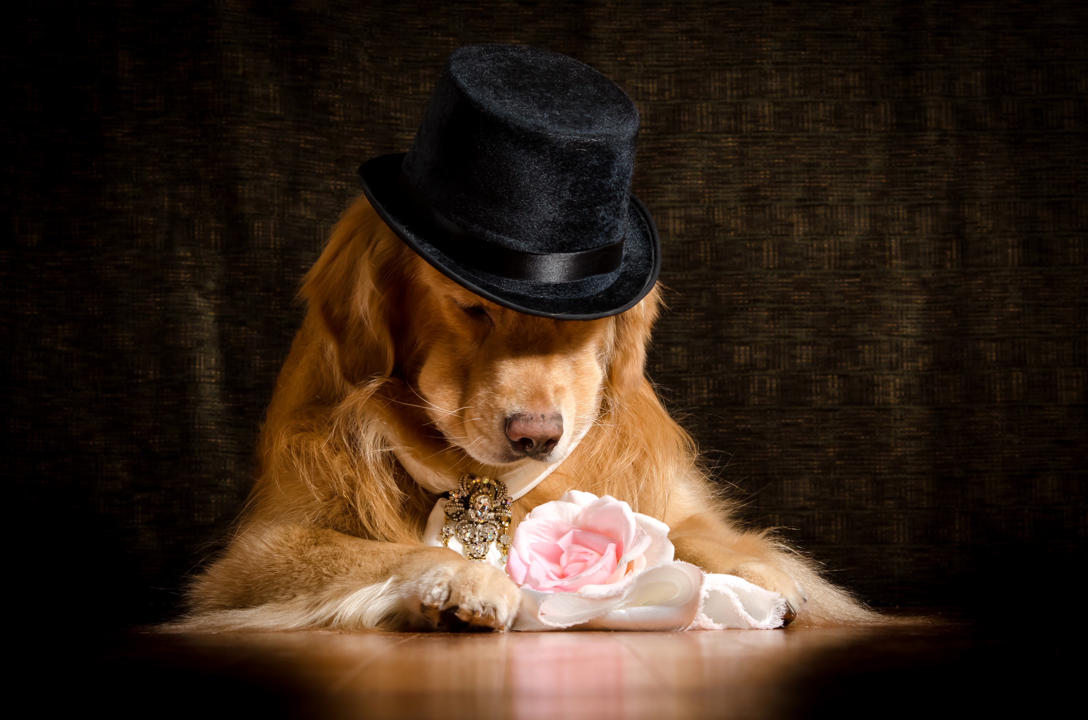Golden Retriever dog wearing a top hat and holding a rose HD Wallpaper