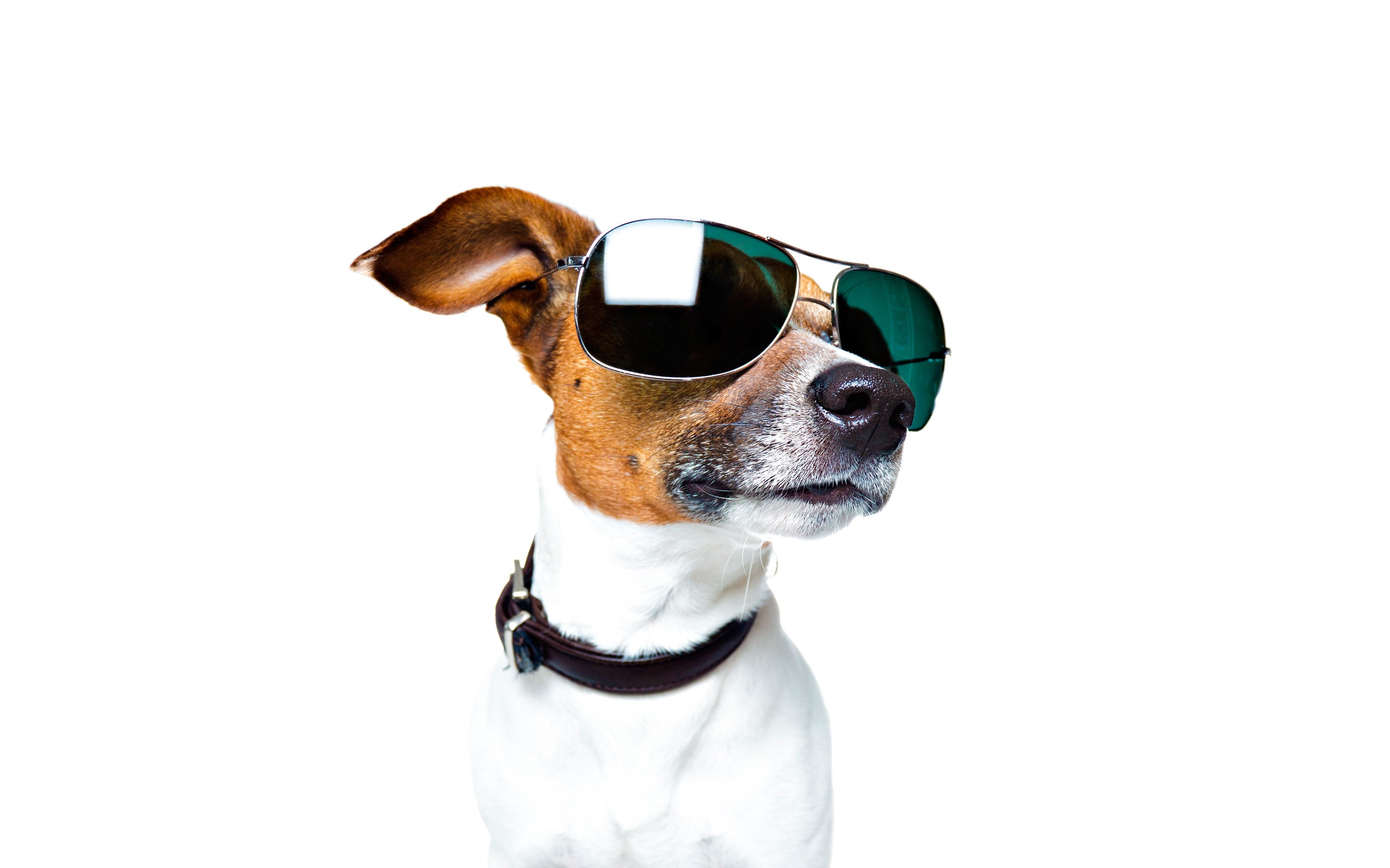 Jack Russell terrier wearing aviator sunglasses HD Wallpaper