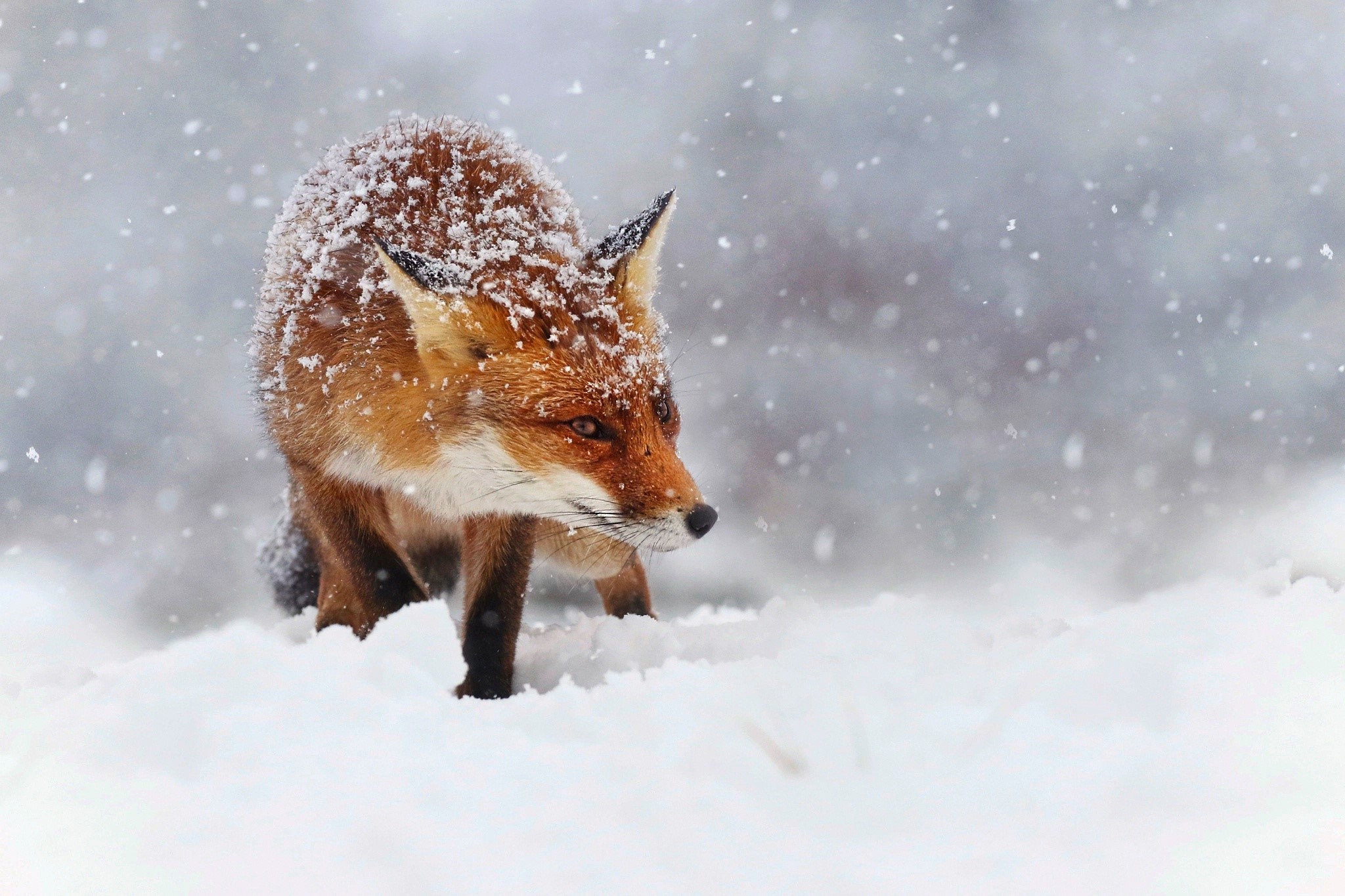 Red fox in falling snow HD Wallpaper