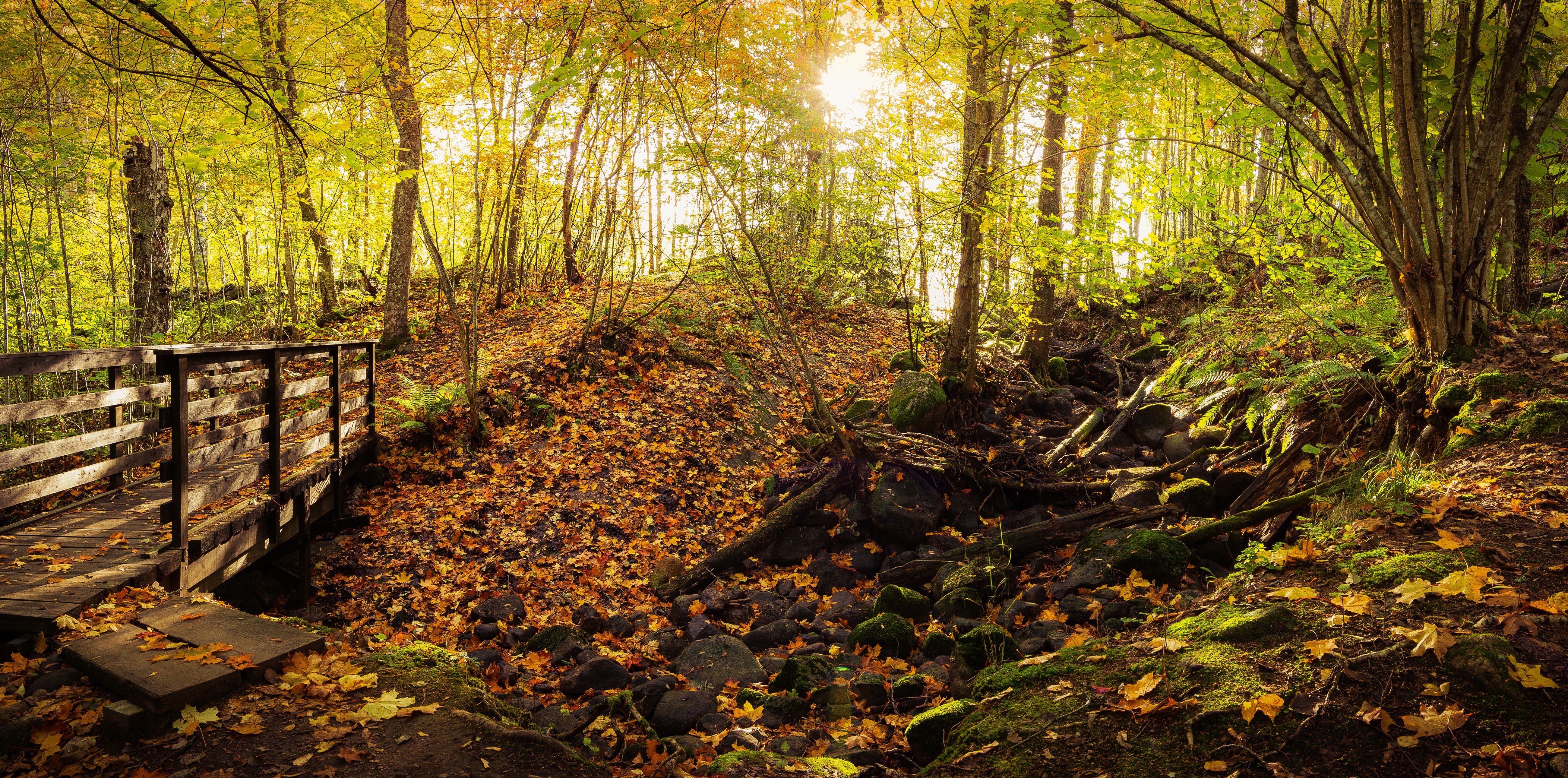 Wooden bridge in autumn forest with fallen leaves HD Wallpaper