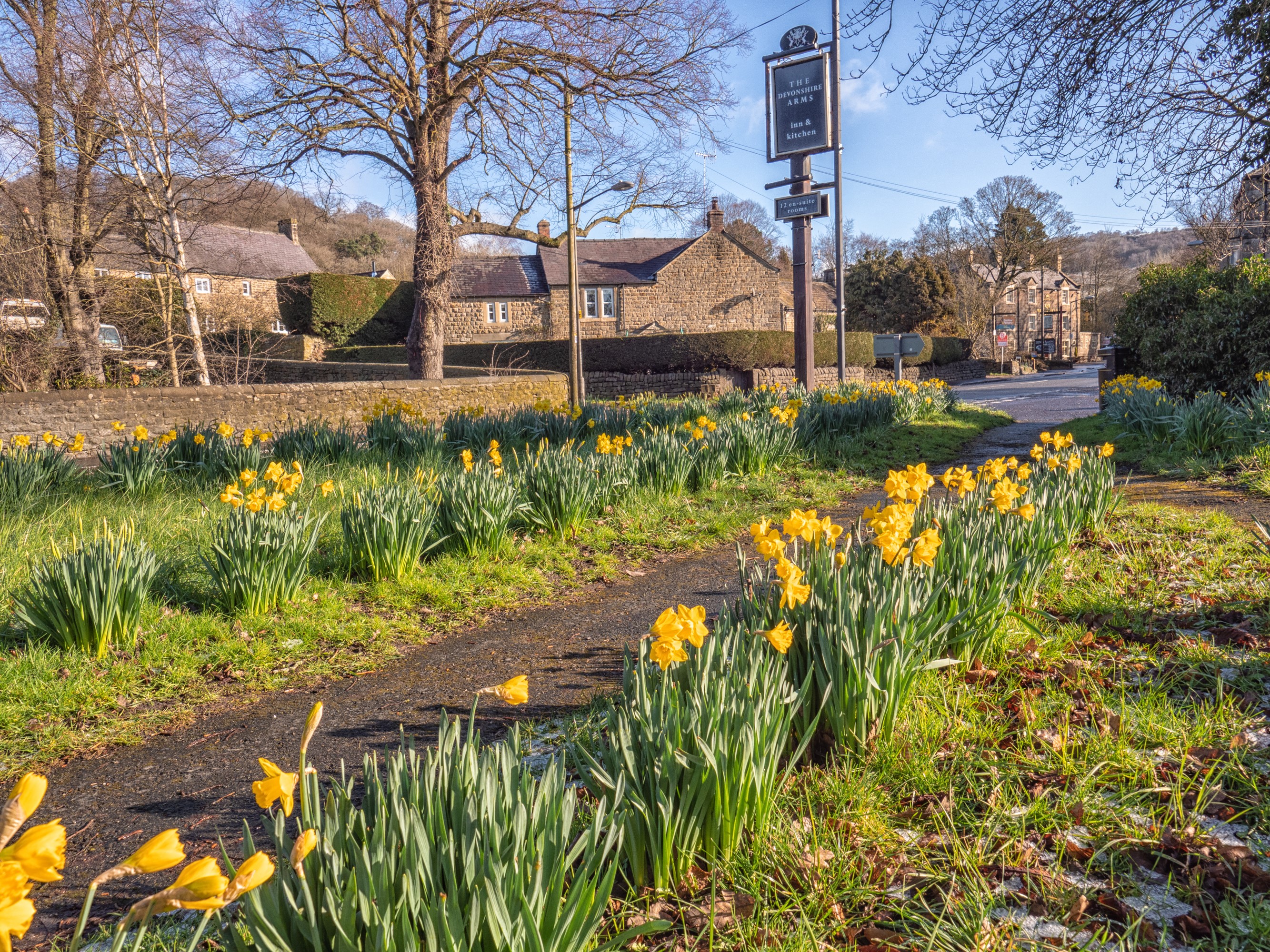 Spring daffodils line a path in Baslow, Derbyshire, United Kingdom HD Wallpaper