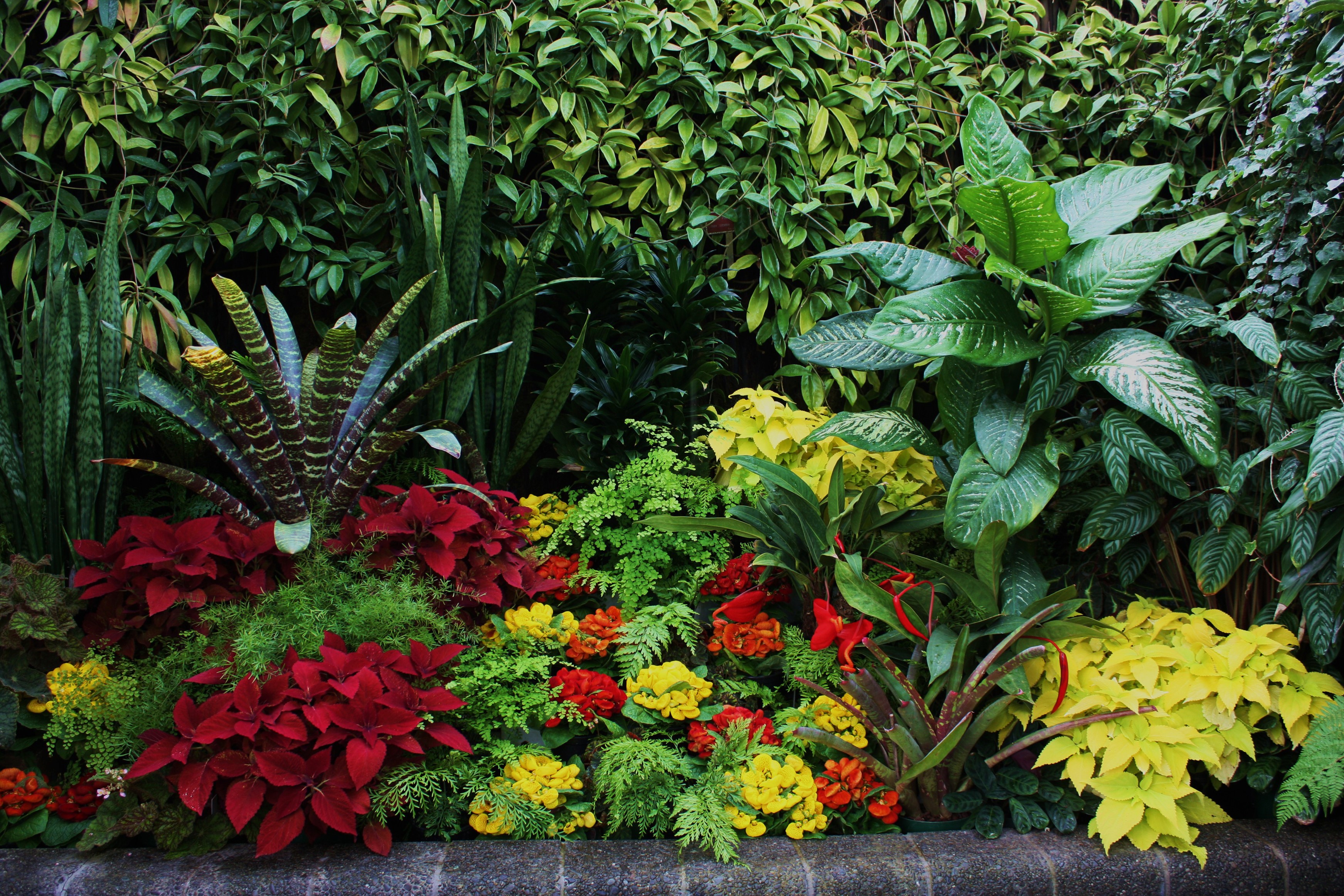 Tropical garden with vibrant foliage and flowers HD Wallpaper