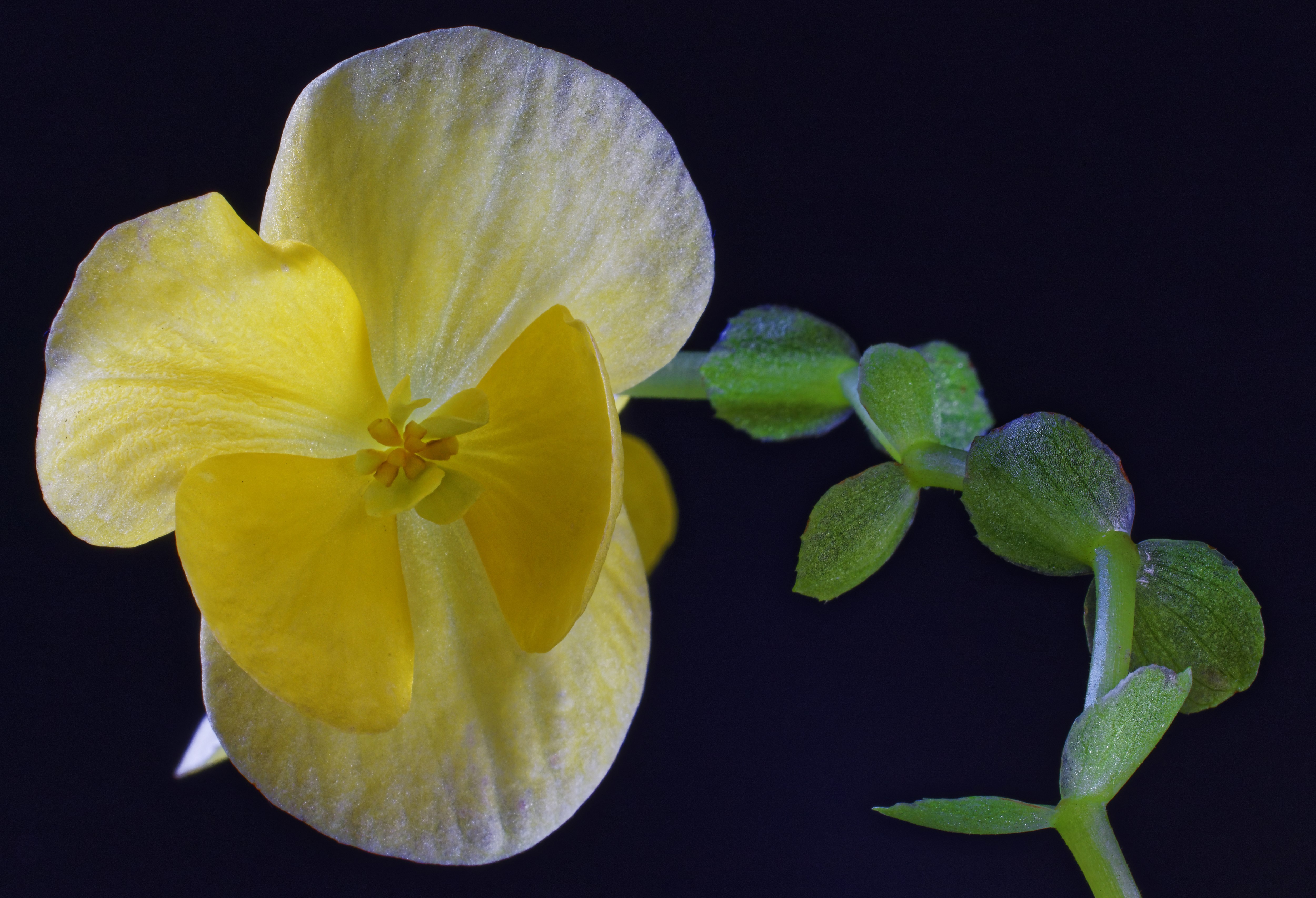 Yellow Begonia Flower Closeup HD Wallpaper