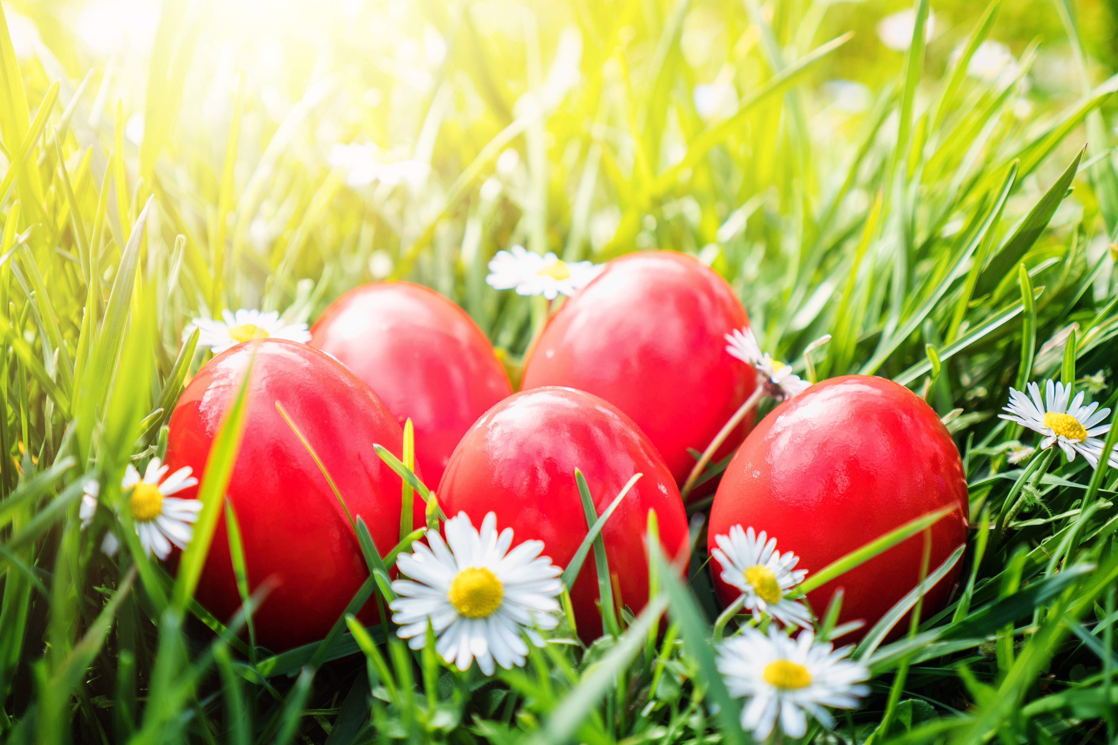 Red Easter Eggs in Green Grass with Daisies HD Wallpaper