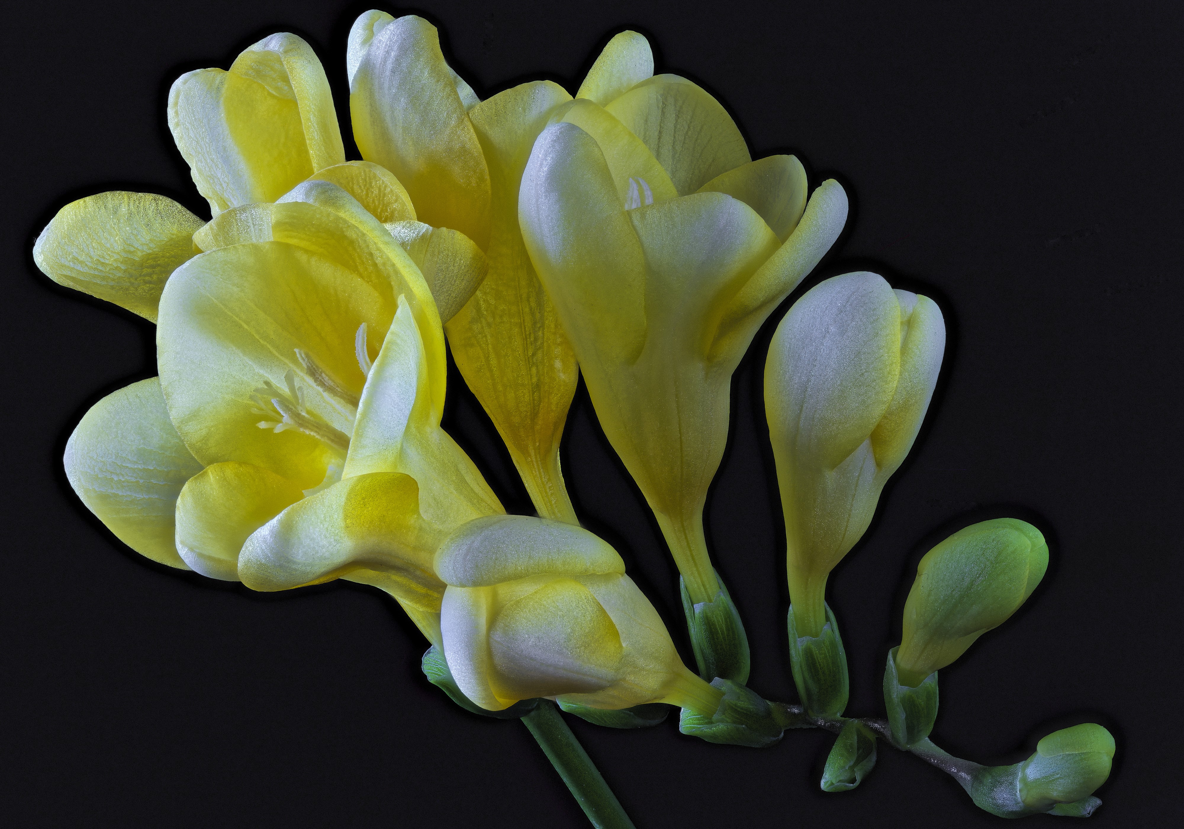 4K Yellow Freesia Flowers Closeup Black Background HD Wallpaper