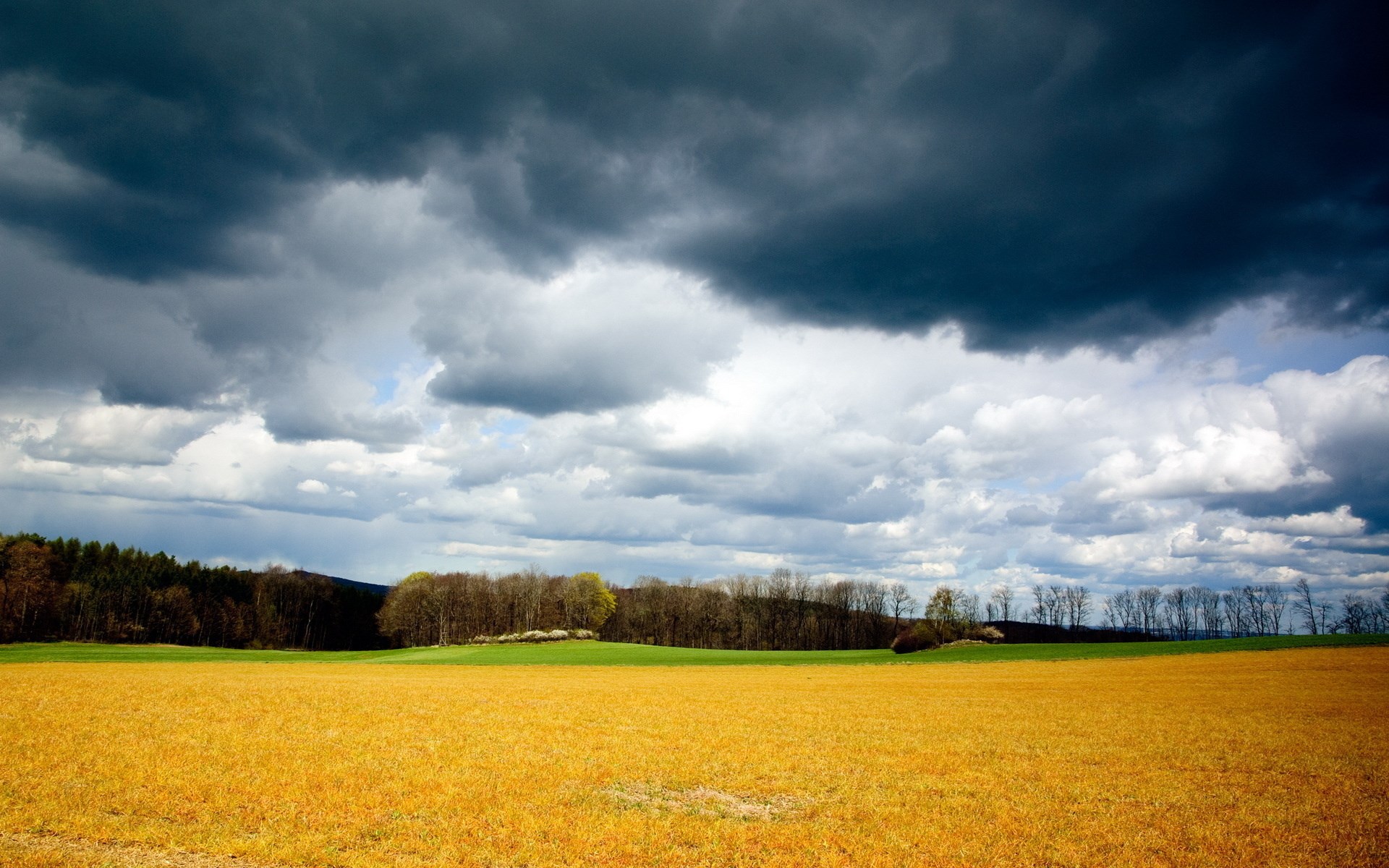 Stormy sky over a golden field and forest HD Wallpaper
