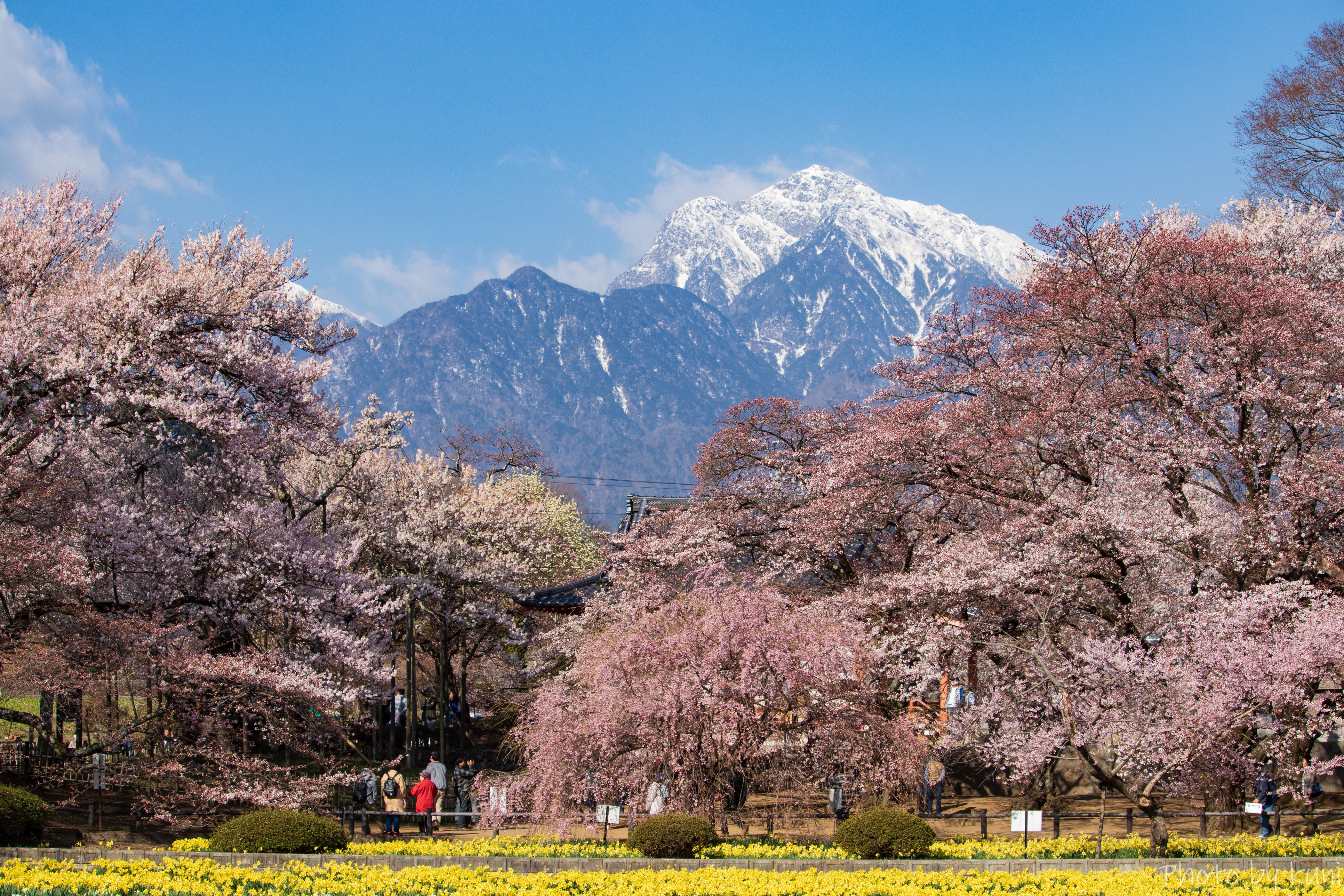 Cherry Blossoms and Snow-Capped Mountains in Yamanashi, Japan HD Wallpaper