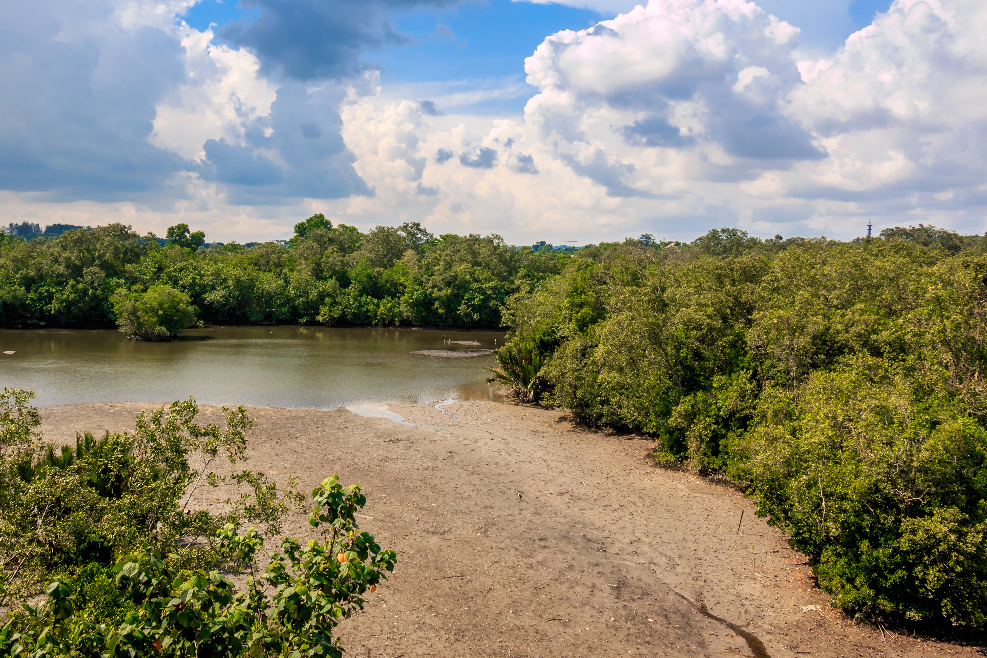 Mangrove forest and river in Sungei Buloh, Singapore HD Wallpaper