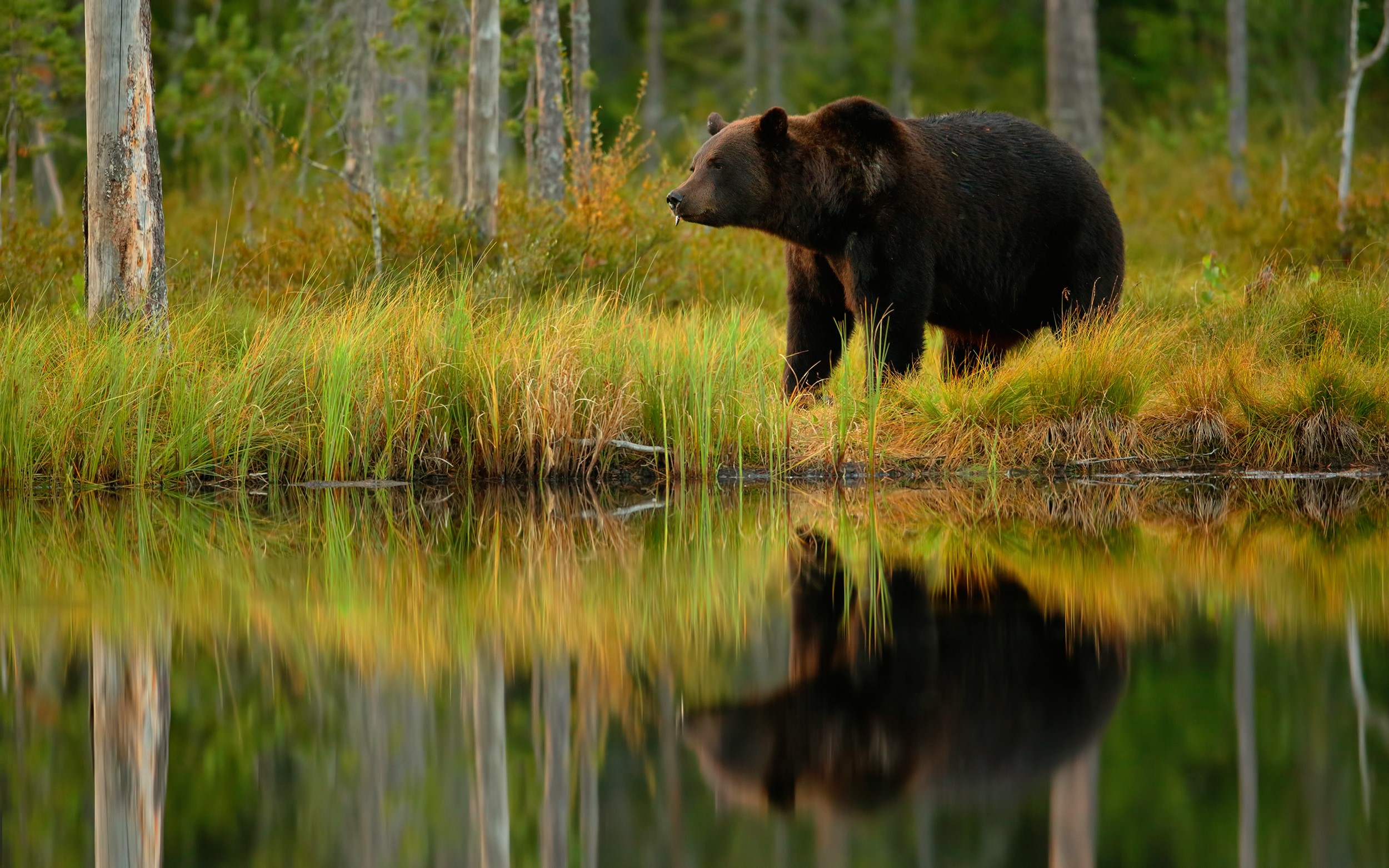 Brown bear reflected in water in a forest HD Wallpaper