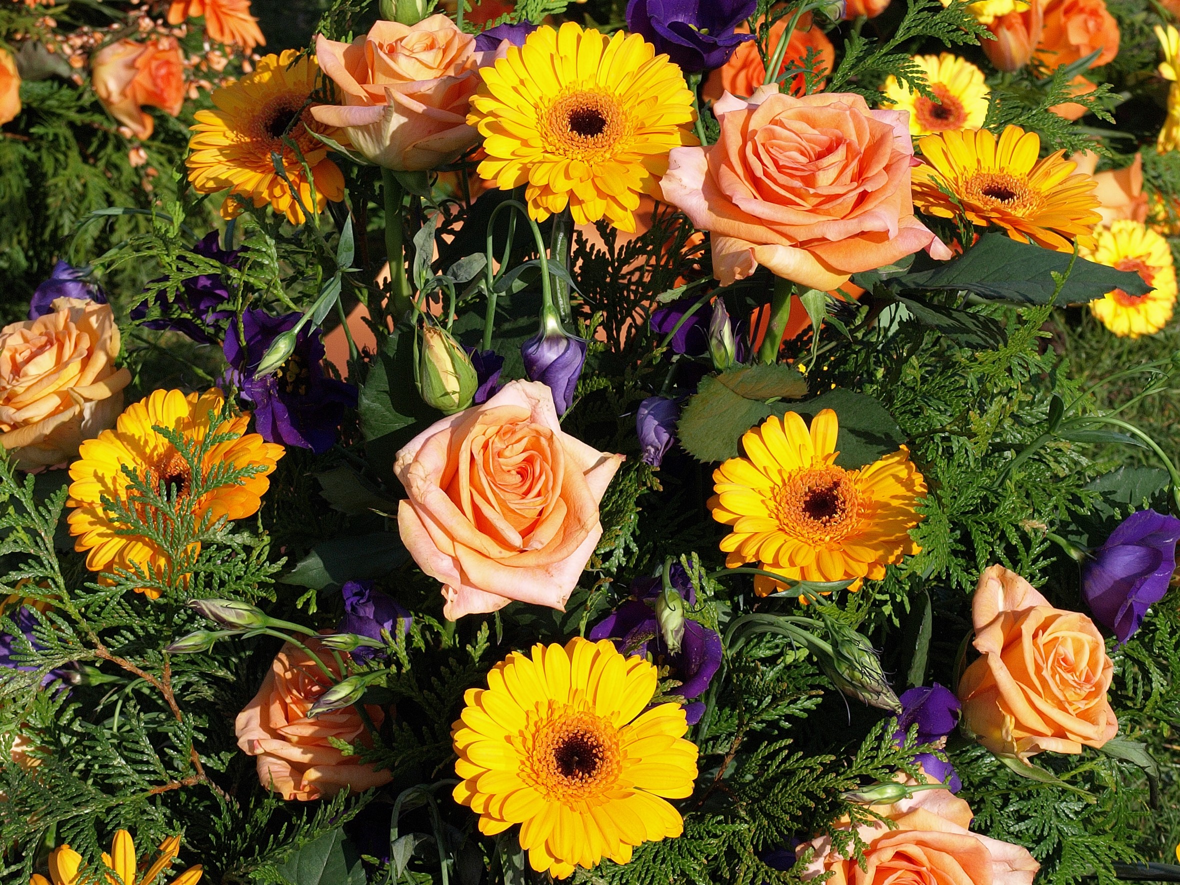 Peach and Yellow Roses and Gerberas with Greenery HD Wallpaper