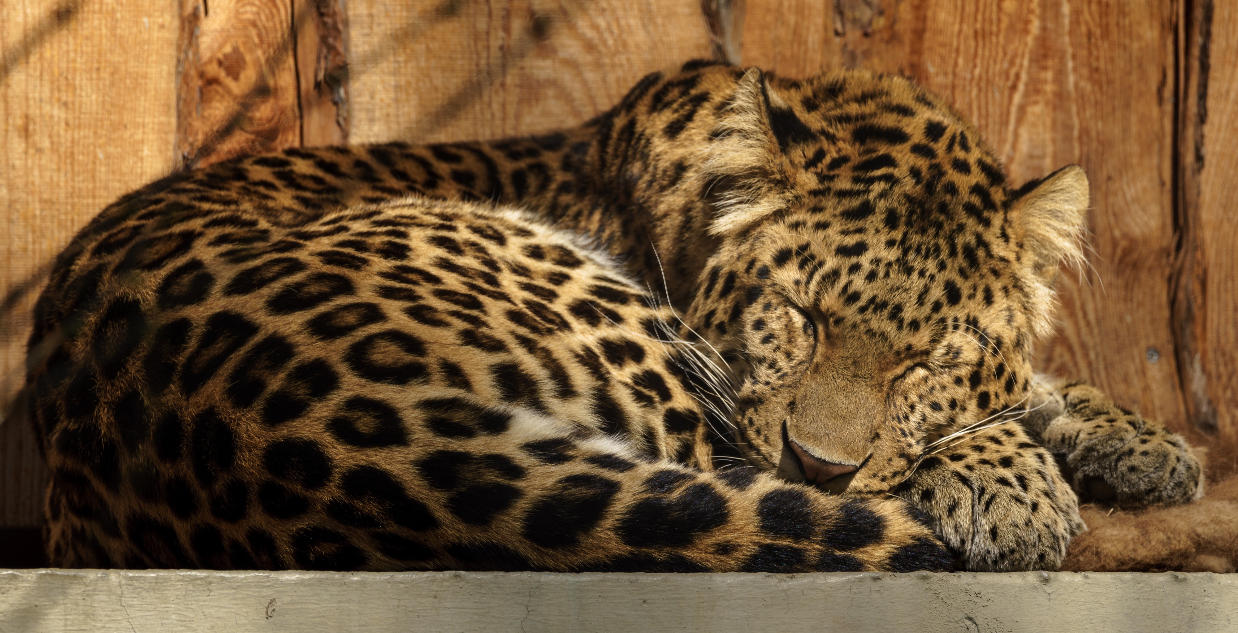 Leopard sleeping curled up HD Wallpaper