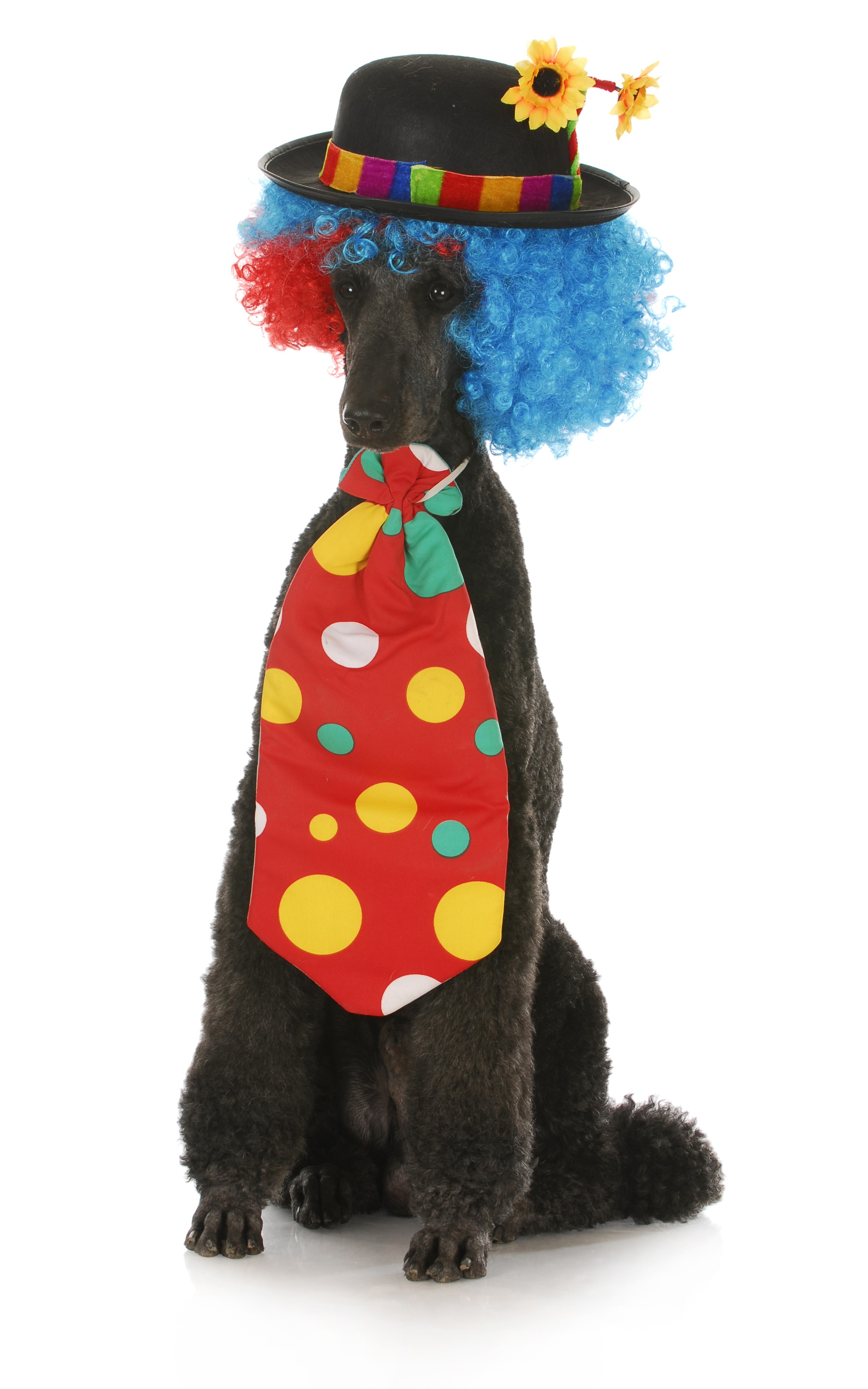 Black Poodle wearing a clown hat and tie HD Phone Wallpaper