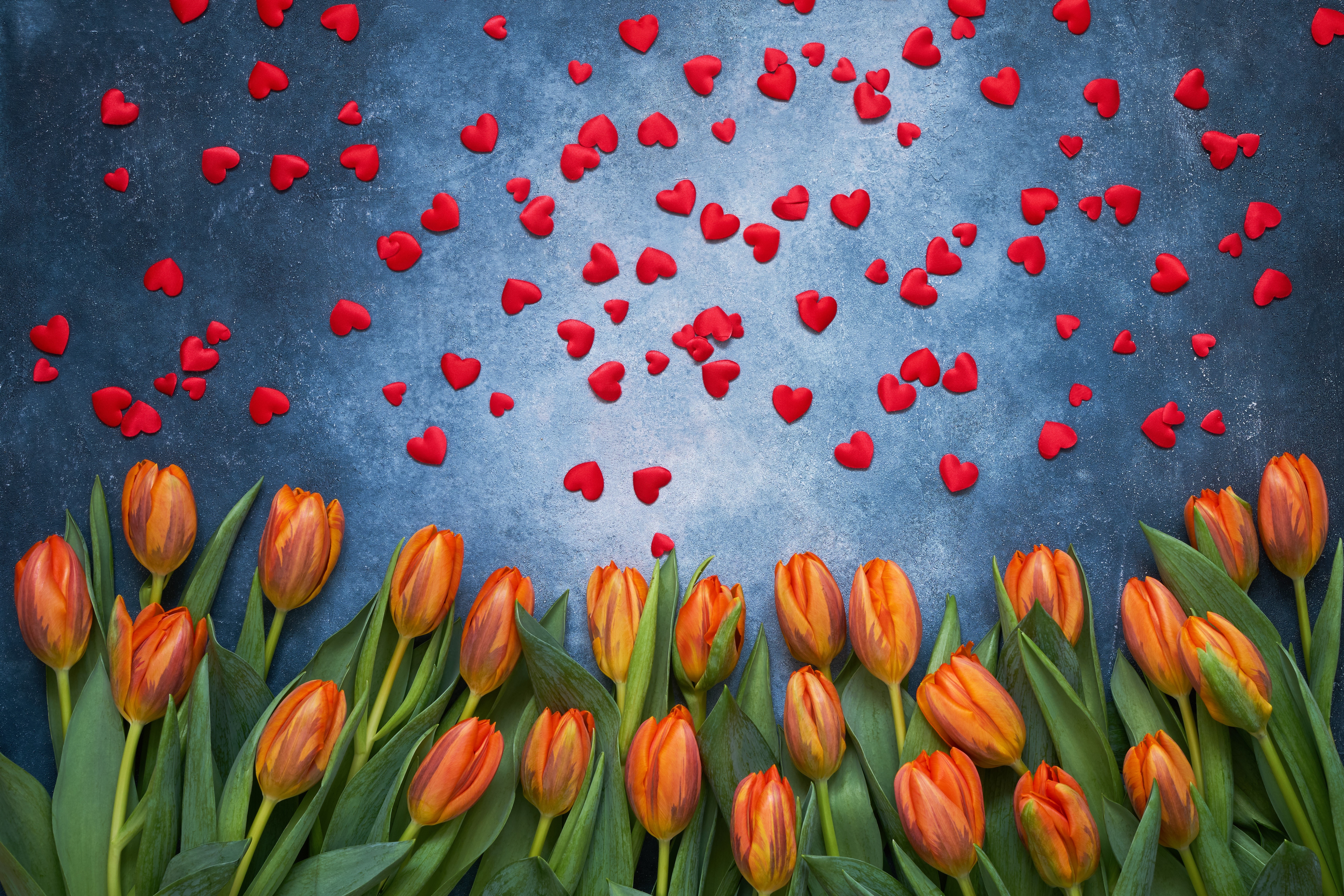 Orange Tulips and Red Hearts on Blue Background HD Wallpaper