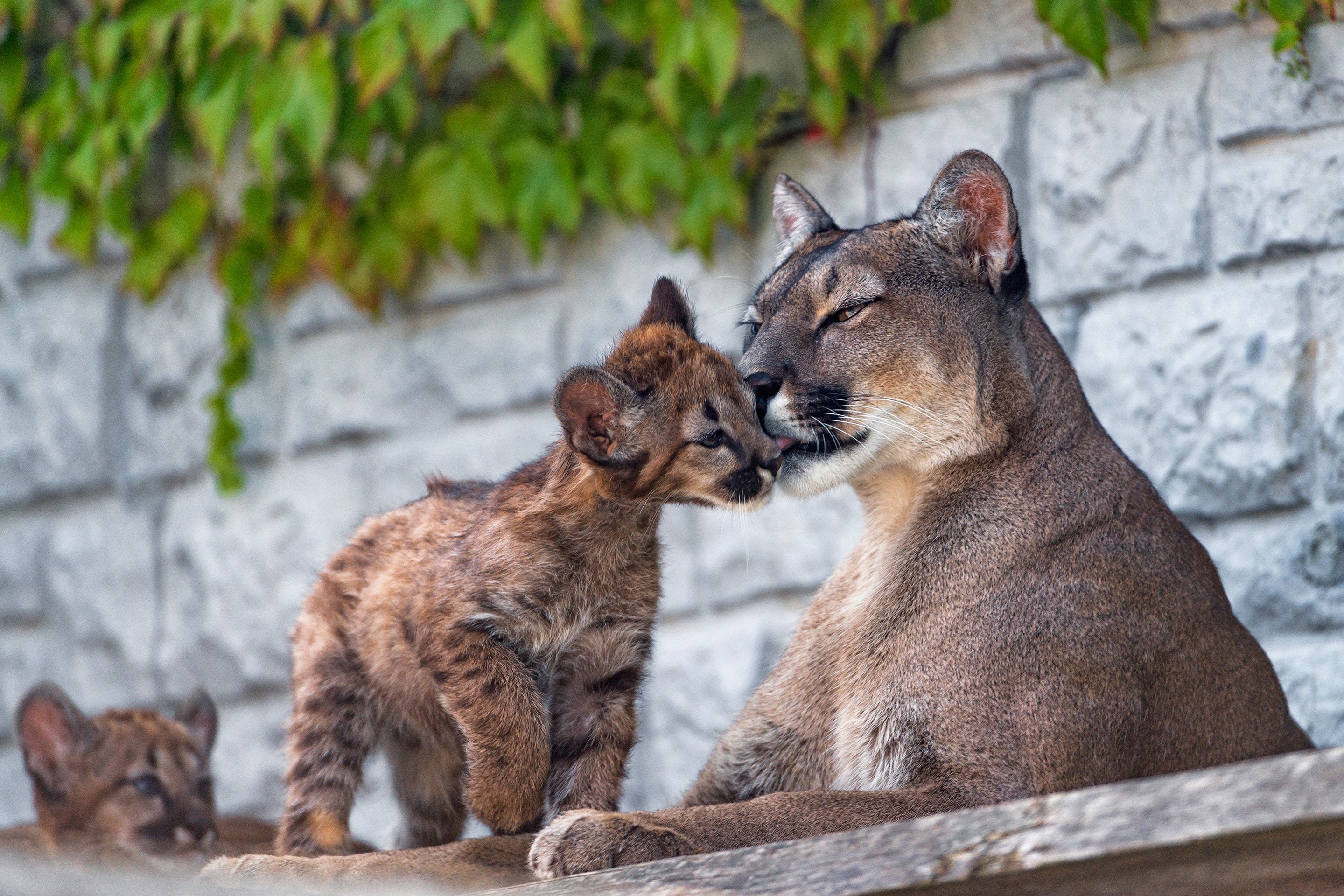 Mother Puma and Cubs HD Wallpaper