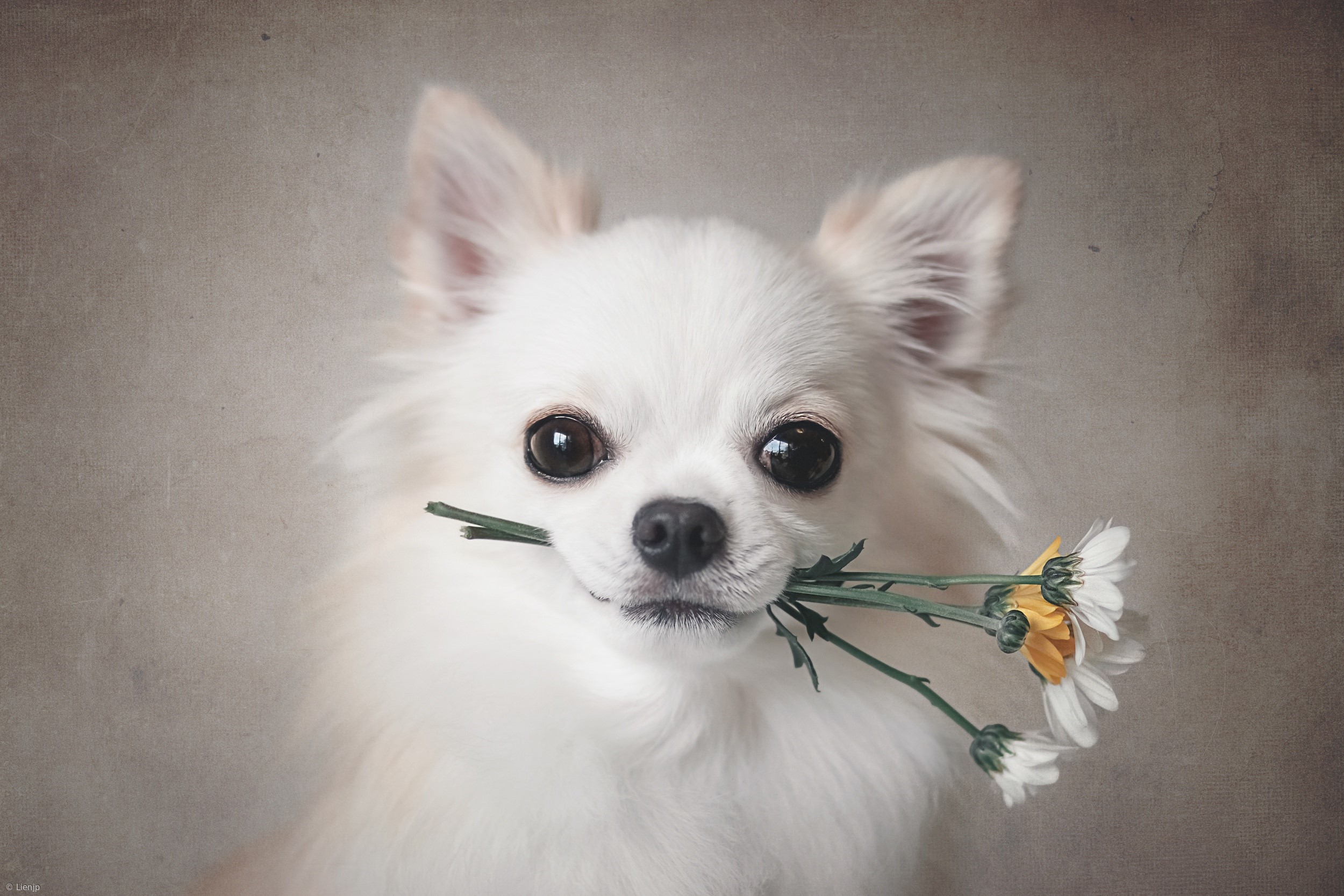 White Chihuahua holding flowers in its mouth HD Wallpaper
