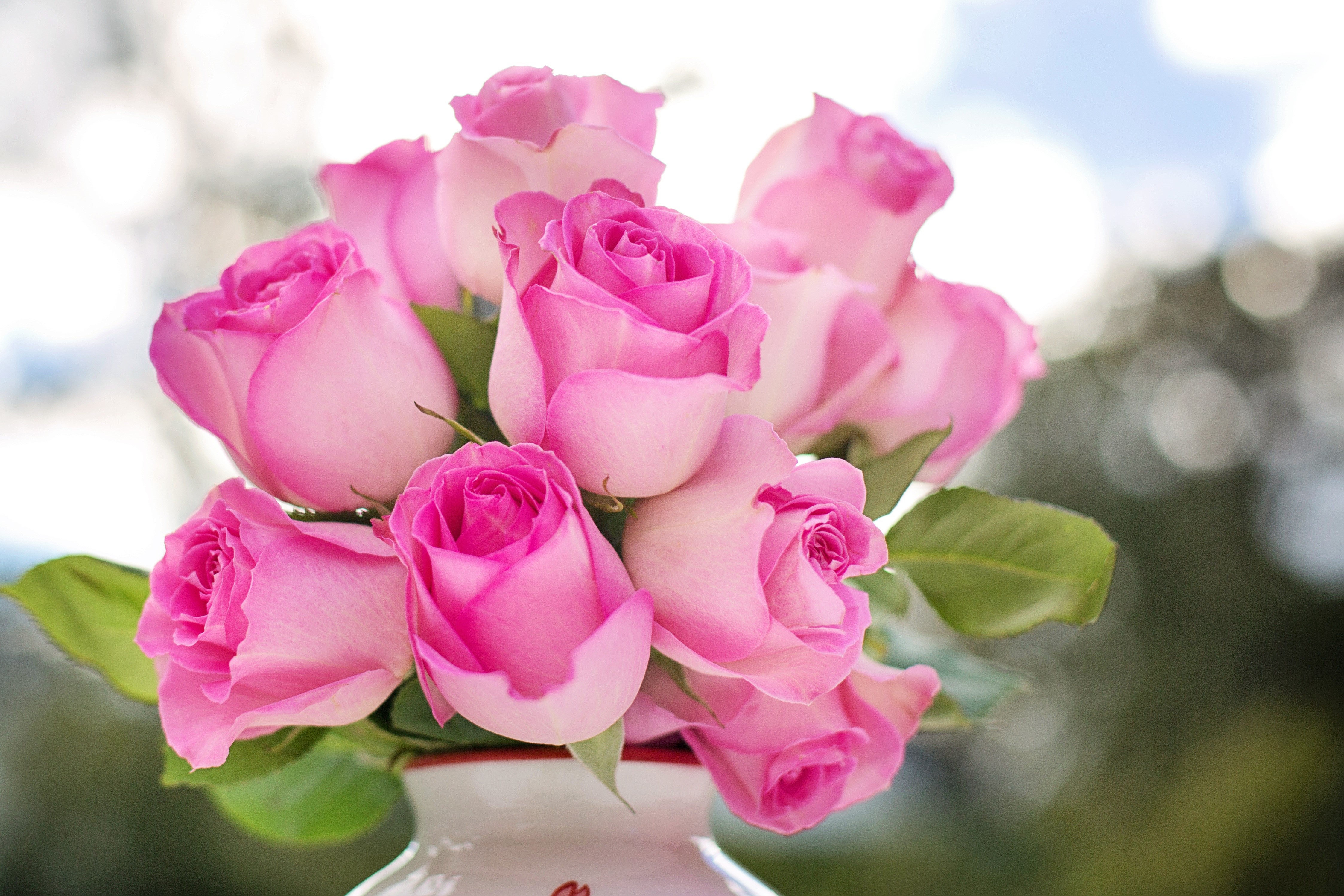 4K Pink Roses Closeup HD Wallpaper
