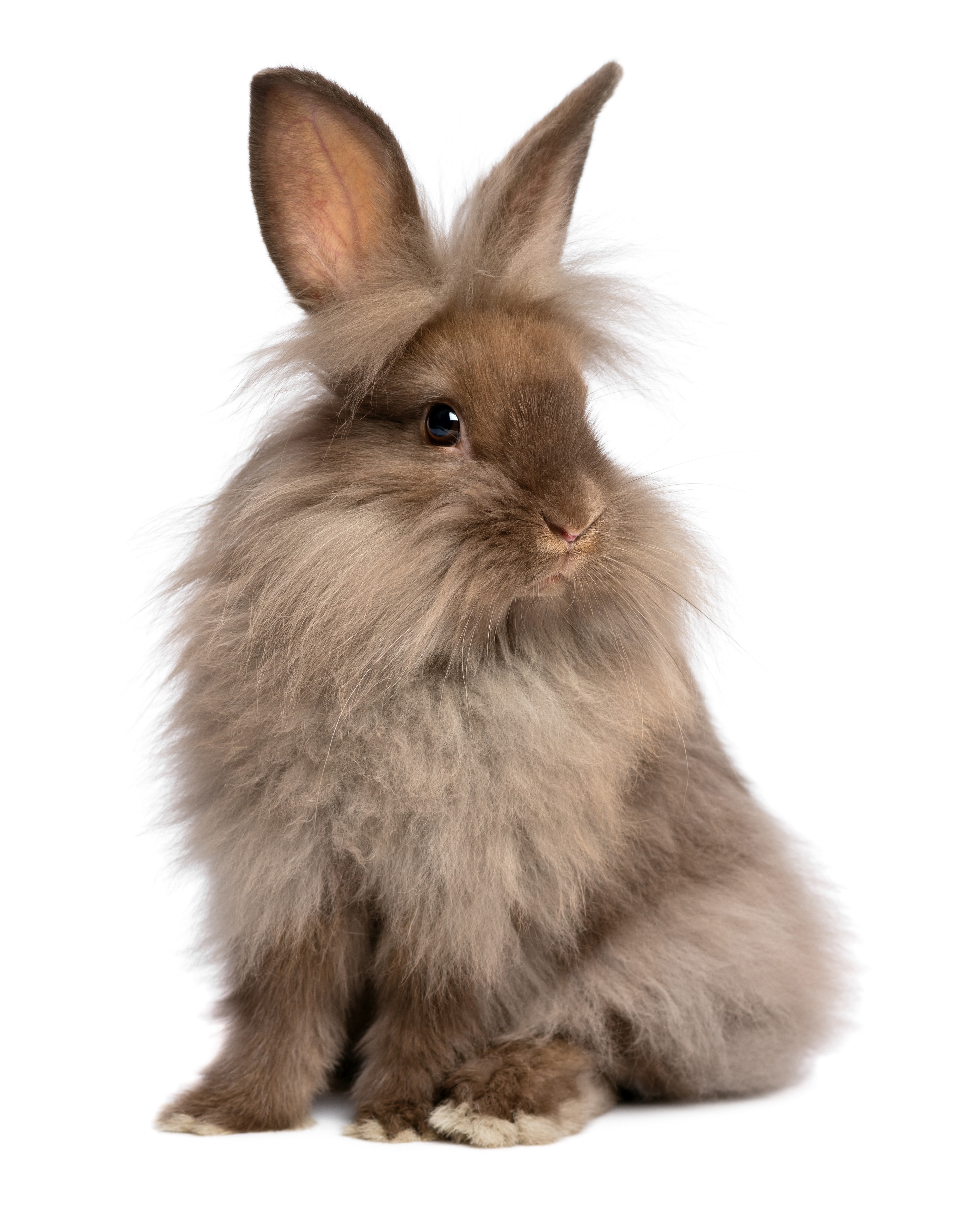 Fluffy brown rabbit sitting on white background HD Phone Wallpaper