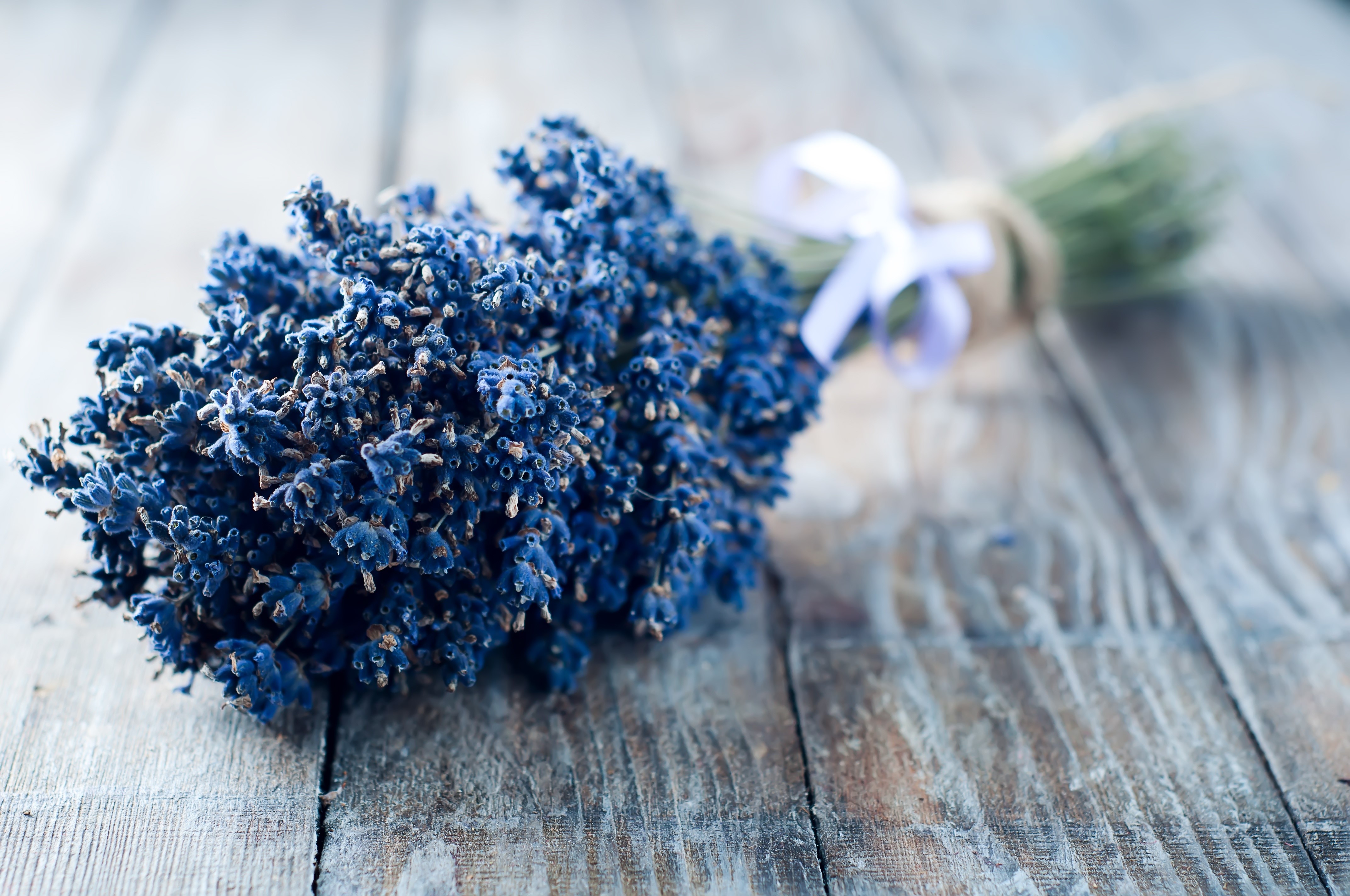 Bouquet of dried lavender tied with ribbon HD Wallpaper