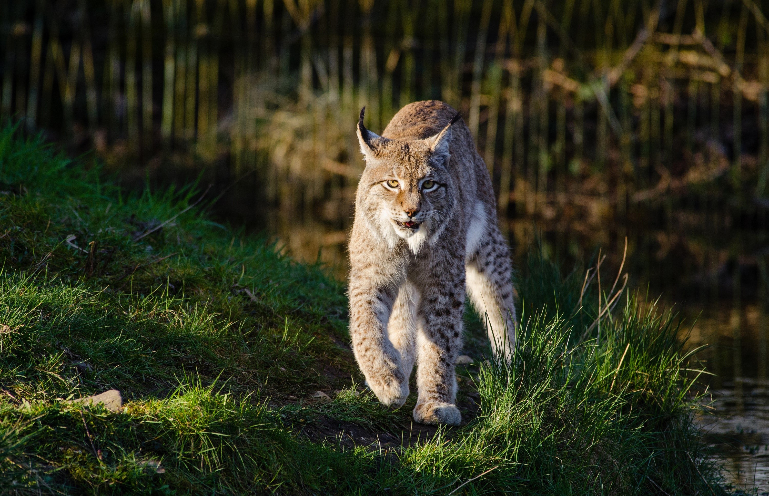 Lynx walking on grass near water HD Wallpaper