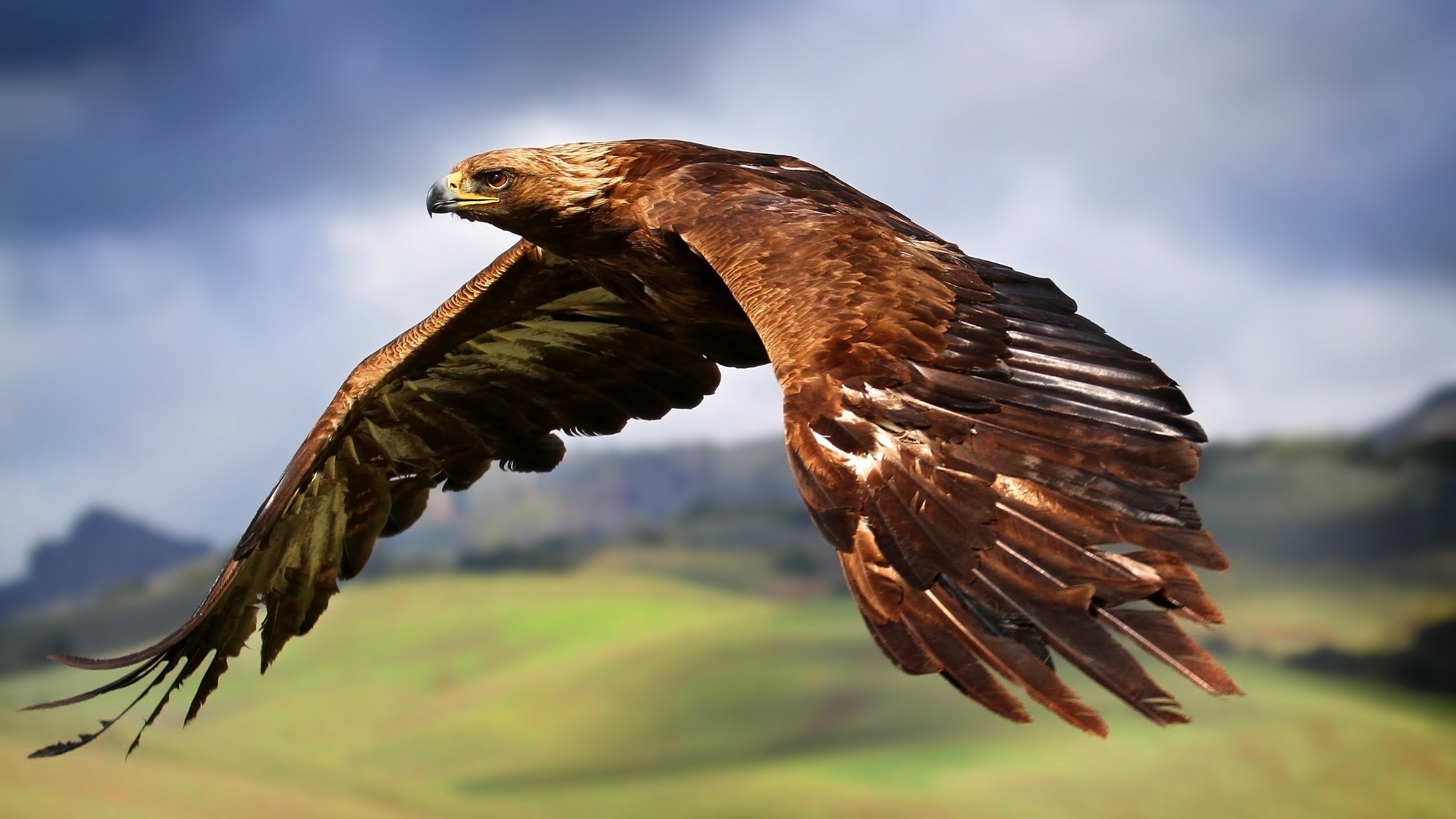 Golden Eagle in Flight Over Hills HD Wallpaper
