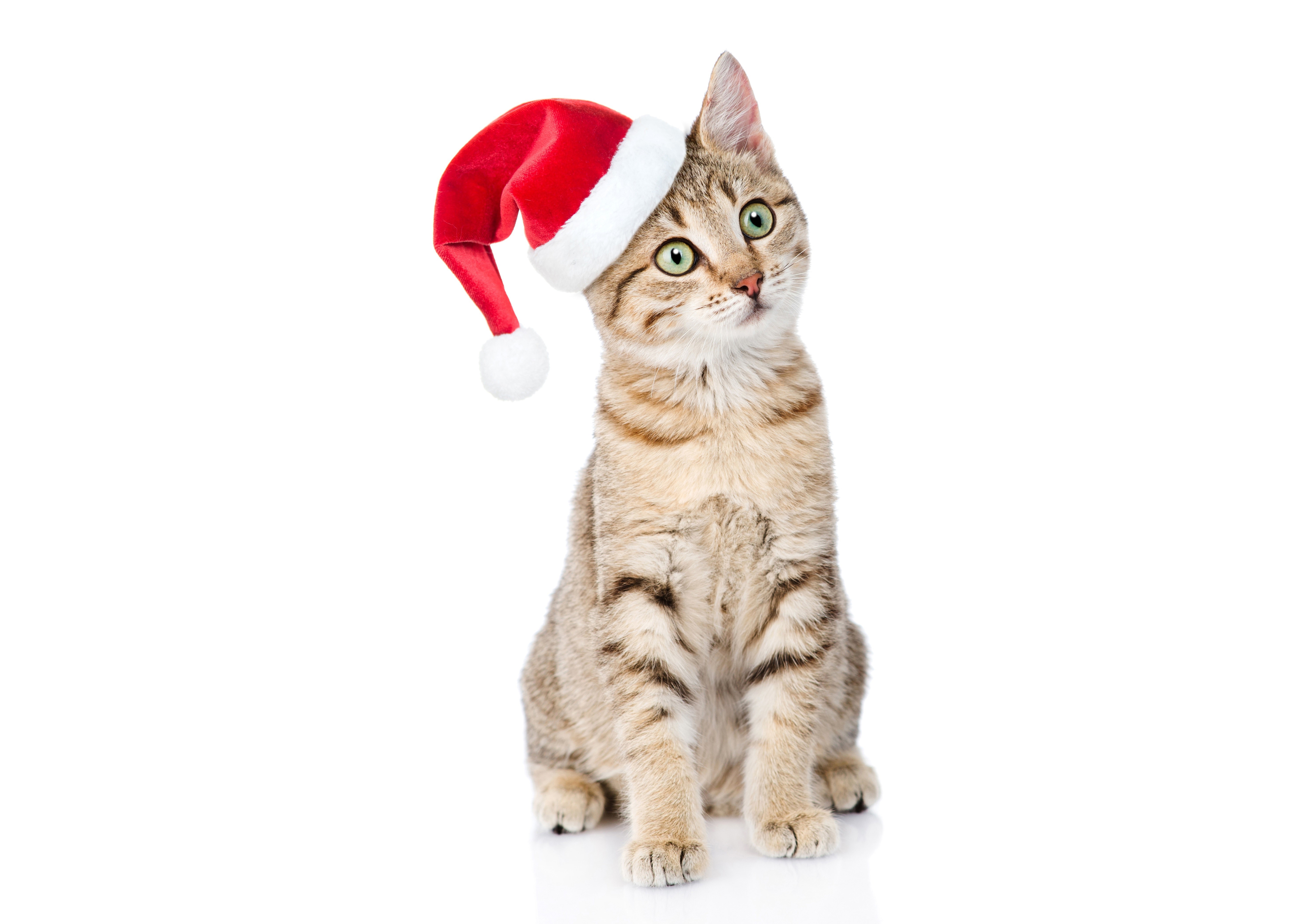 Cat wearing a Santa hat on a white background HD Wallpaper