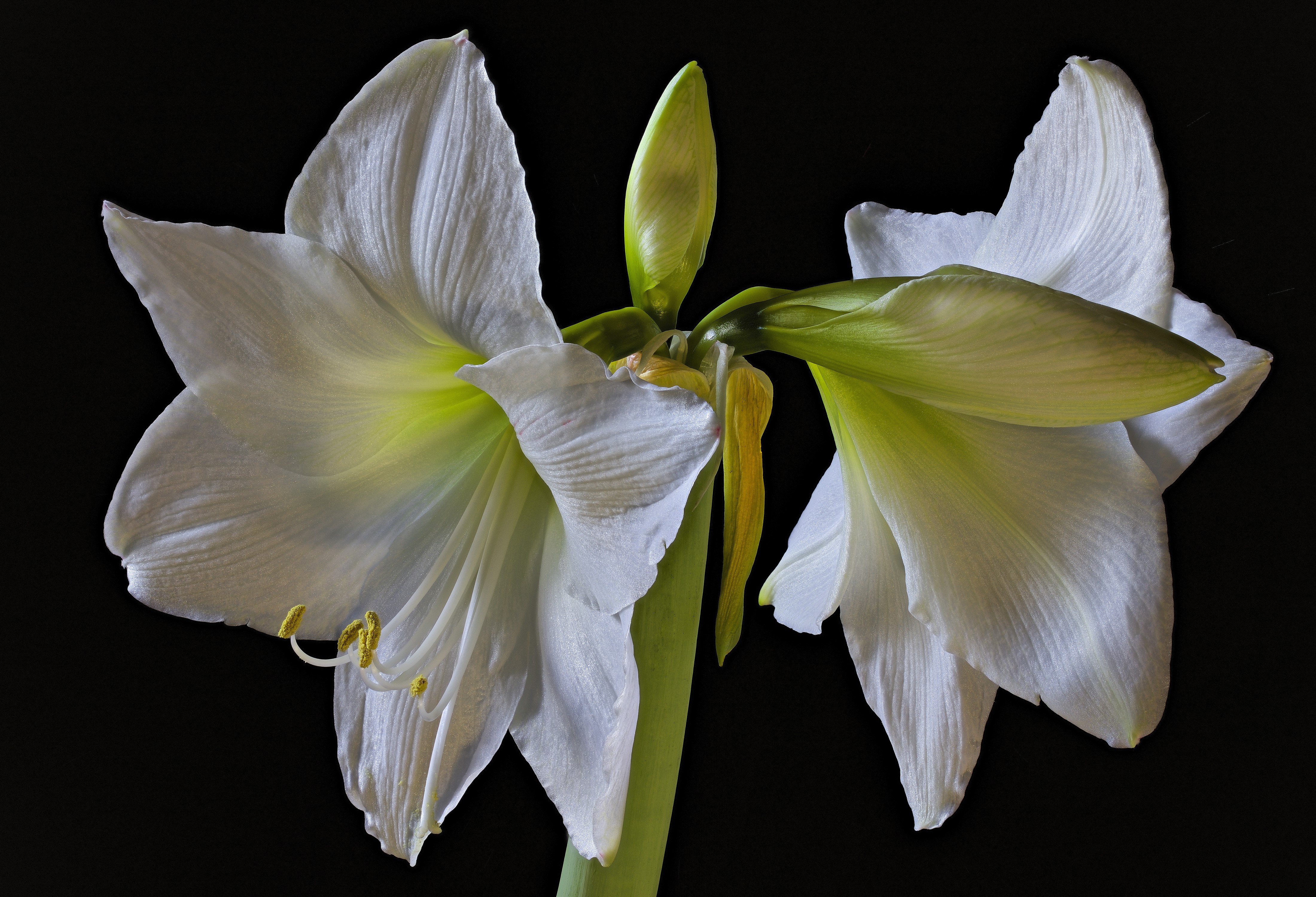 White Amaryllis Flower with Bud on Black Background HD Wallpaper