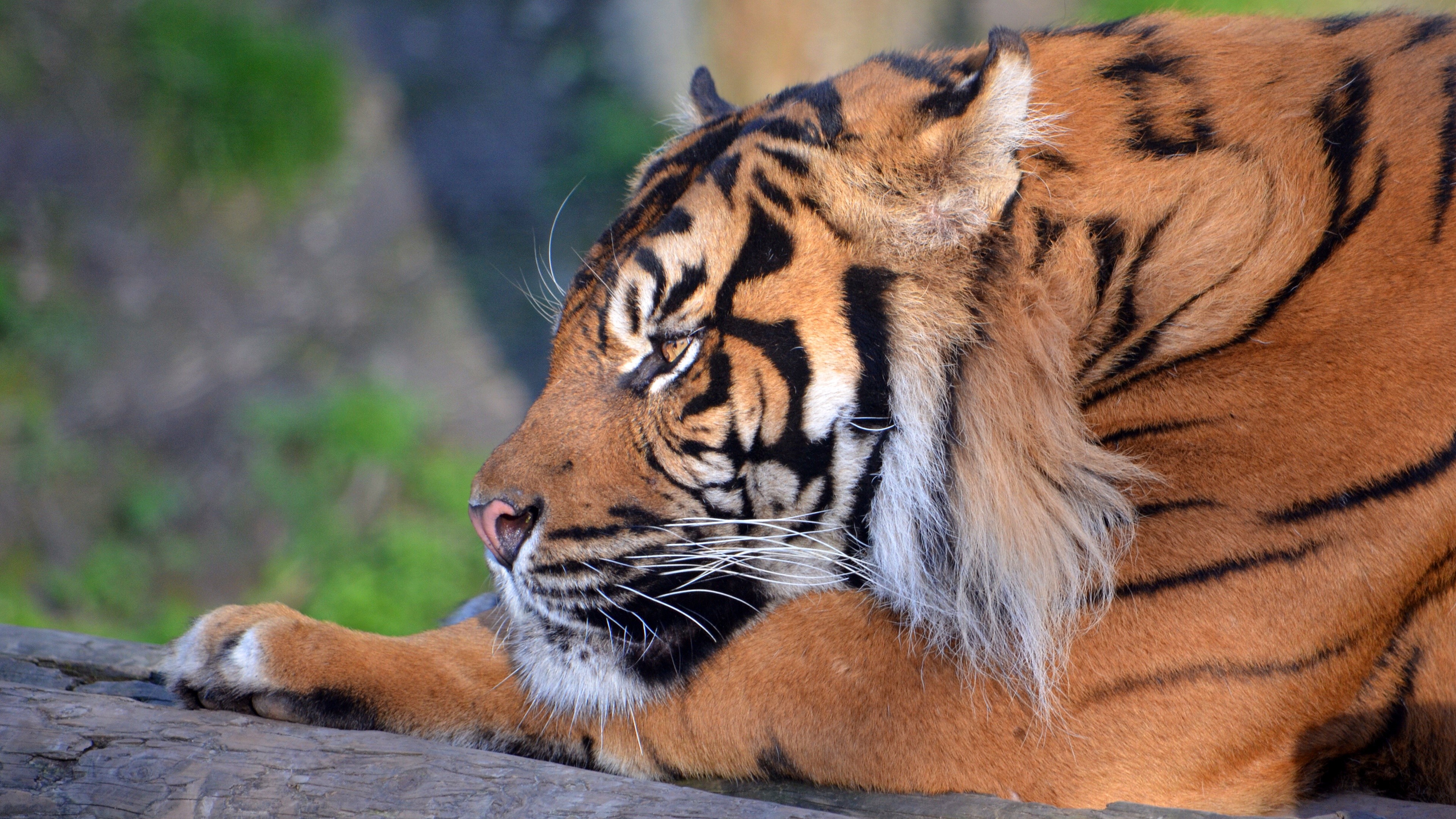 Tiger resting on a log HD Wallpaper