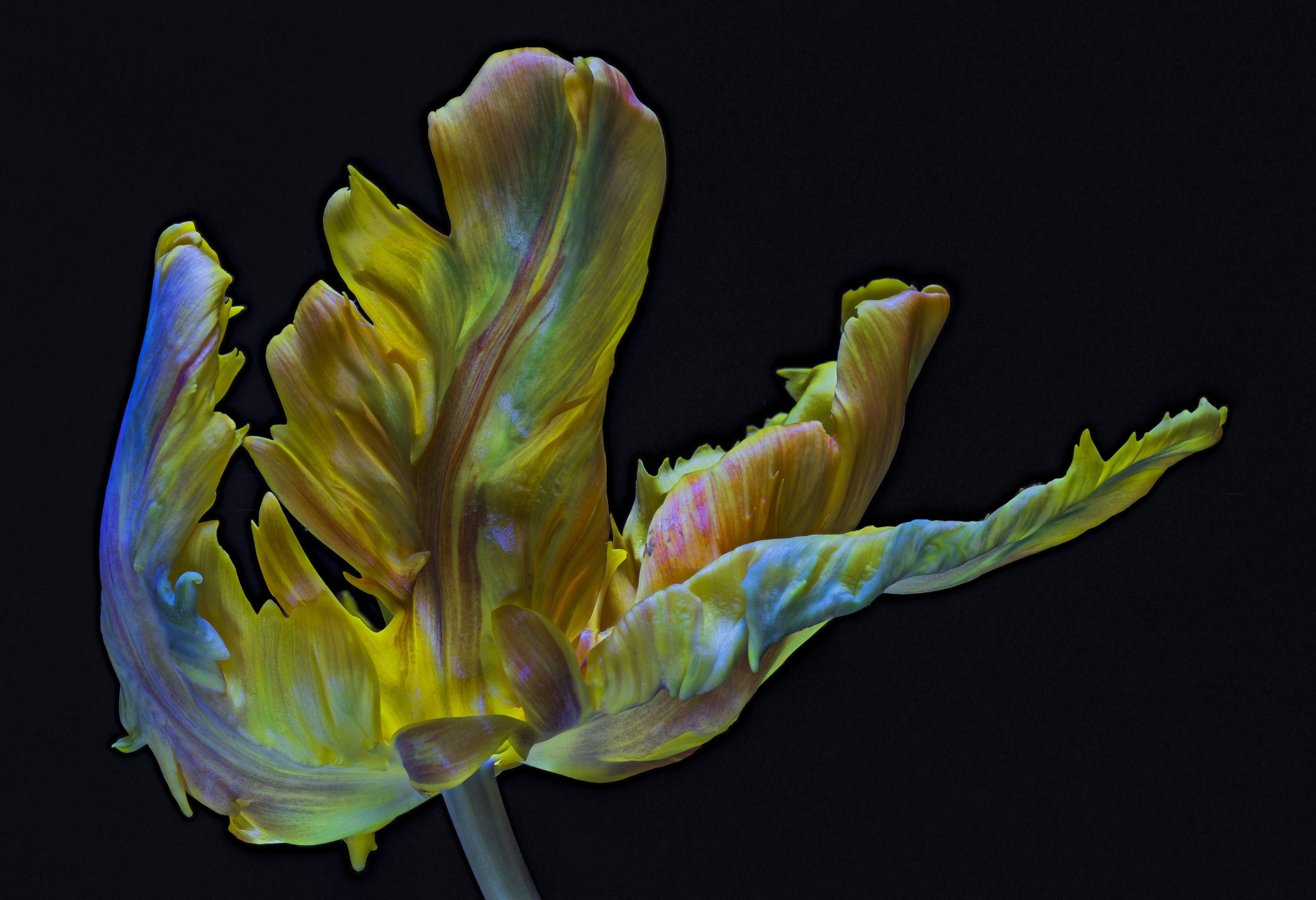 4K Parrot Tulip closeup on black background HD Wallpaper