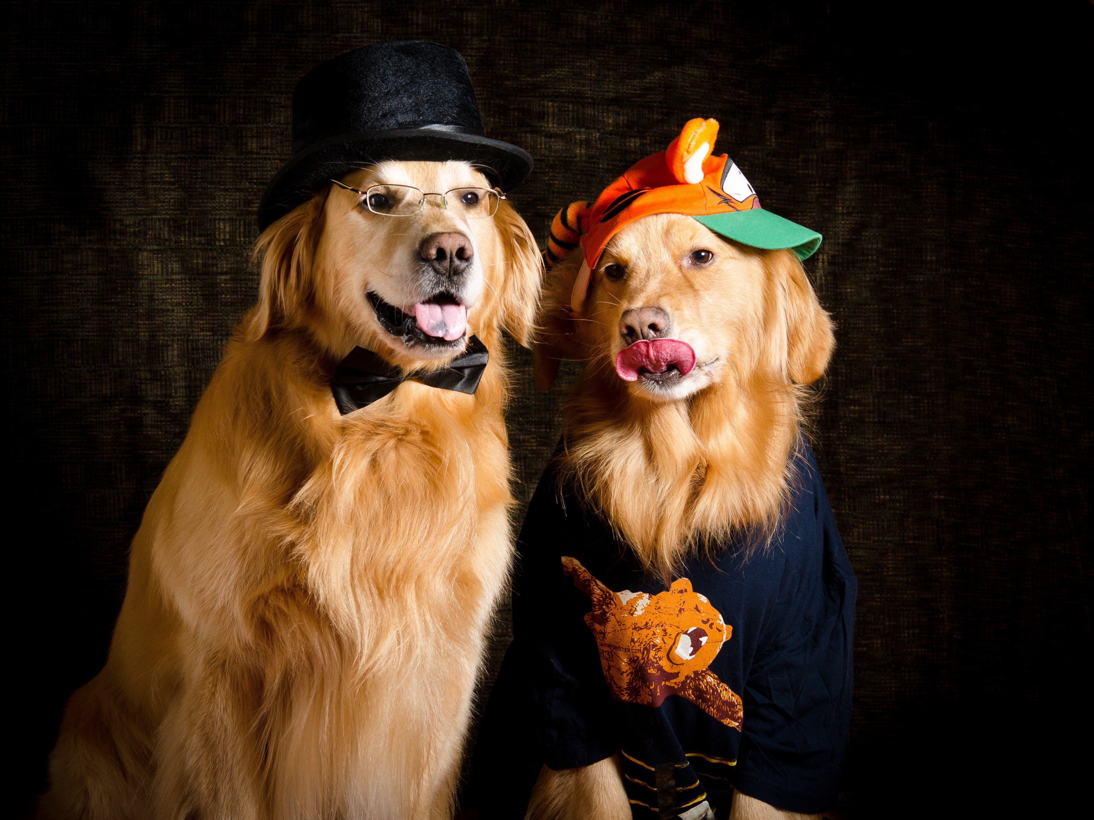 Two Golden Retrievers dressed up HD Wallpaper