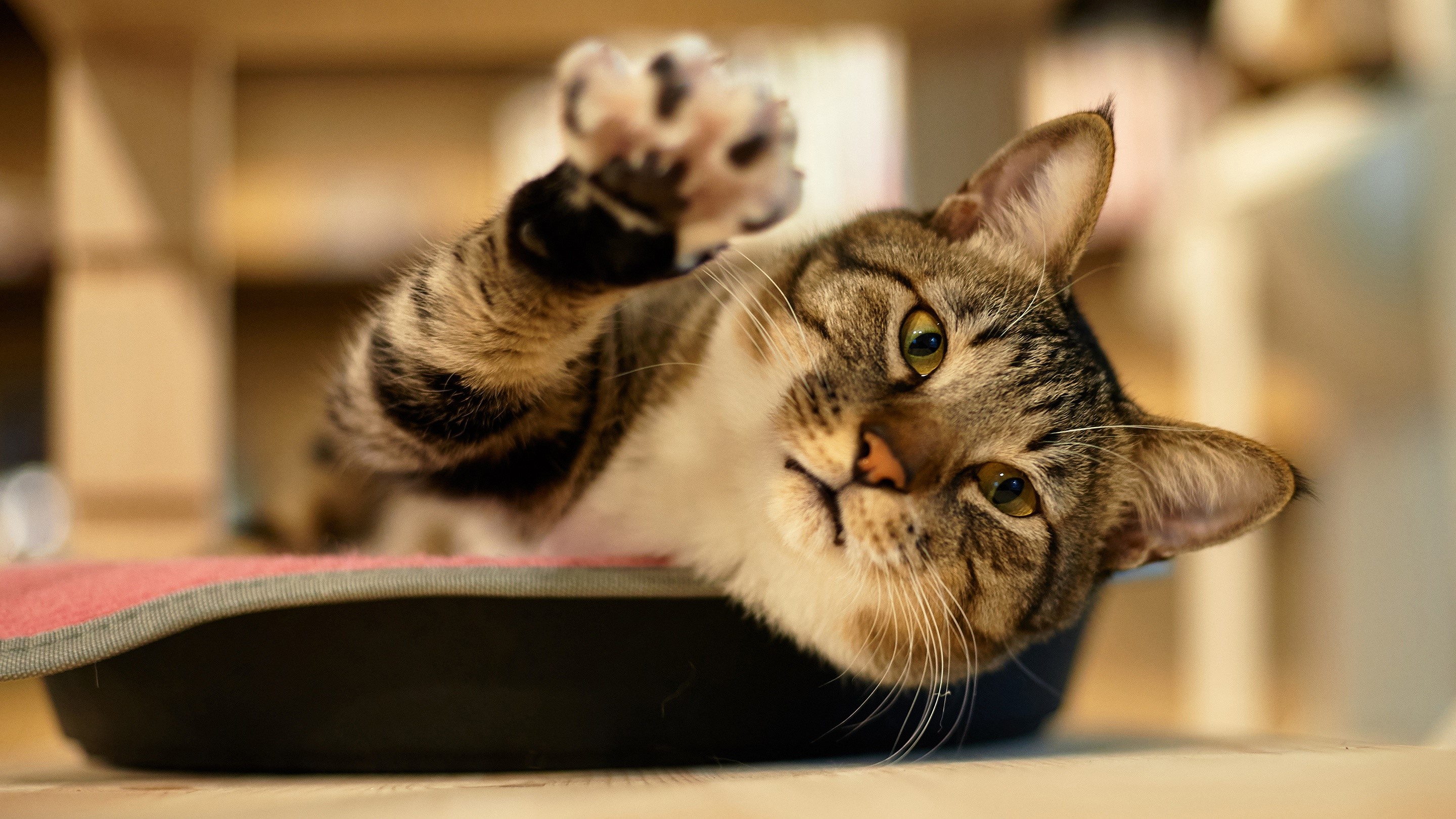 A tabby cat with its paw raised HD Wallpaper