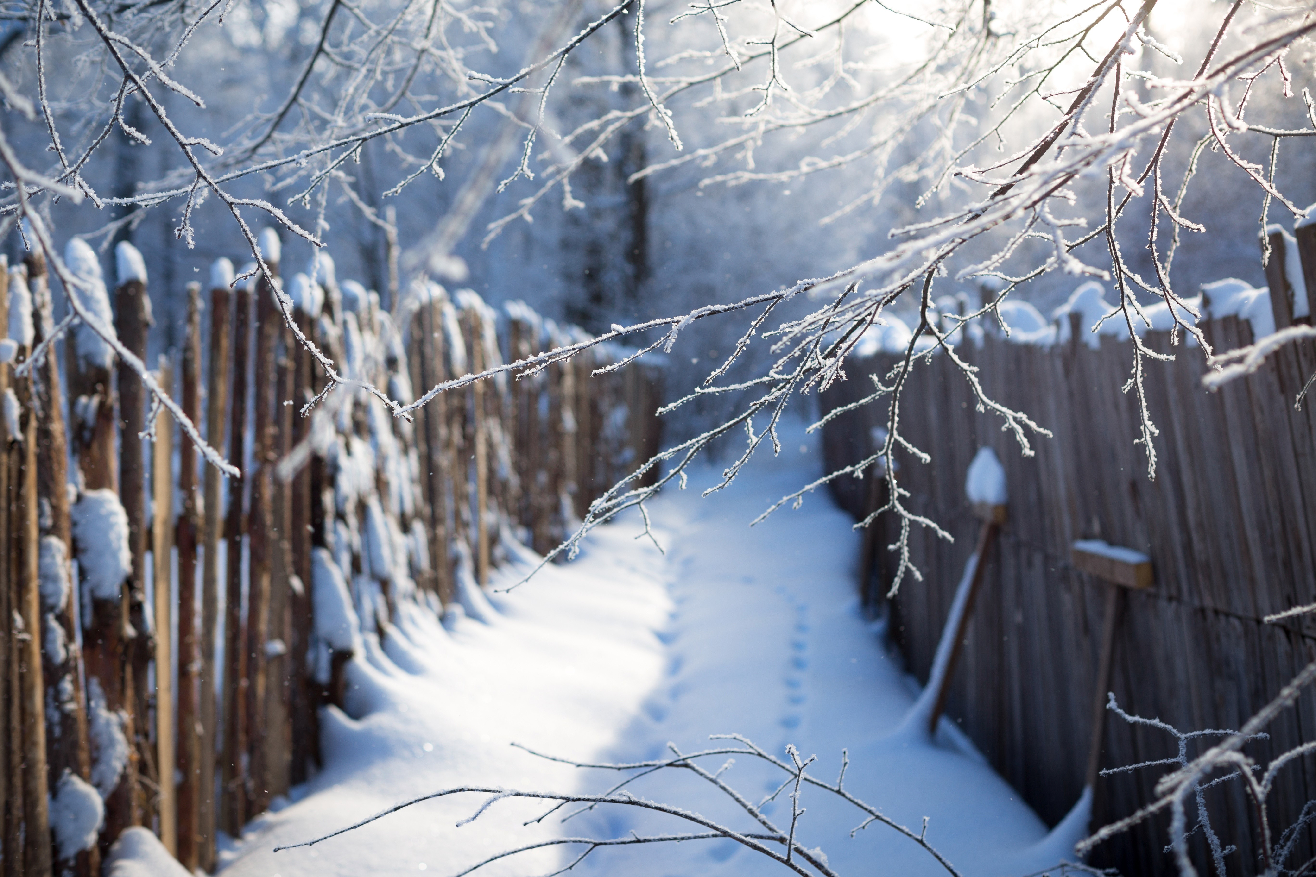 Winter path with snow-covered fence and frosted branches HD Wallpaper