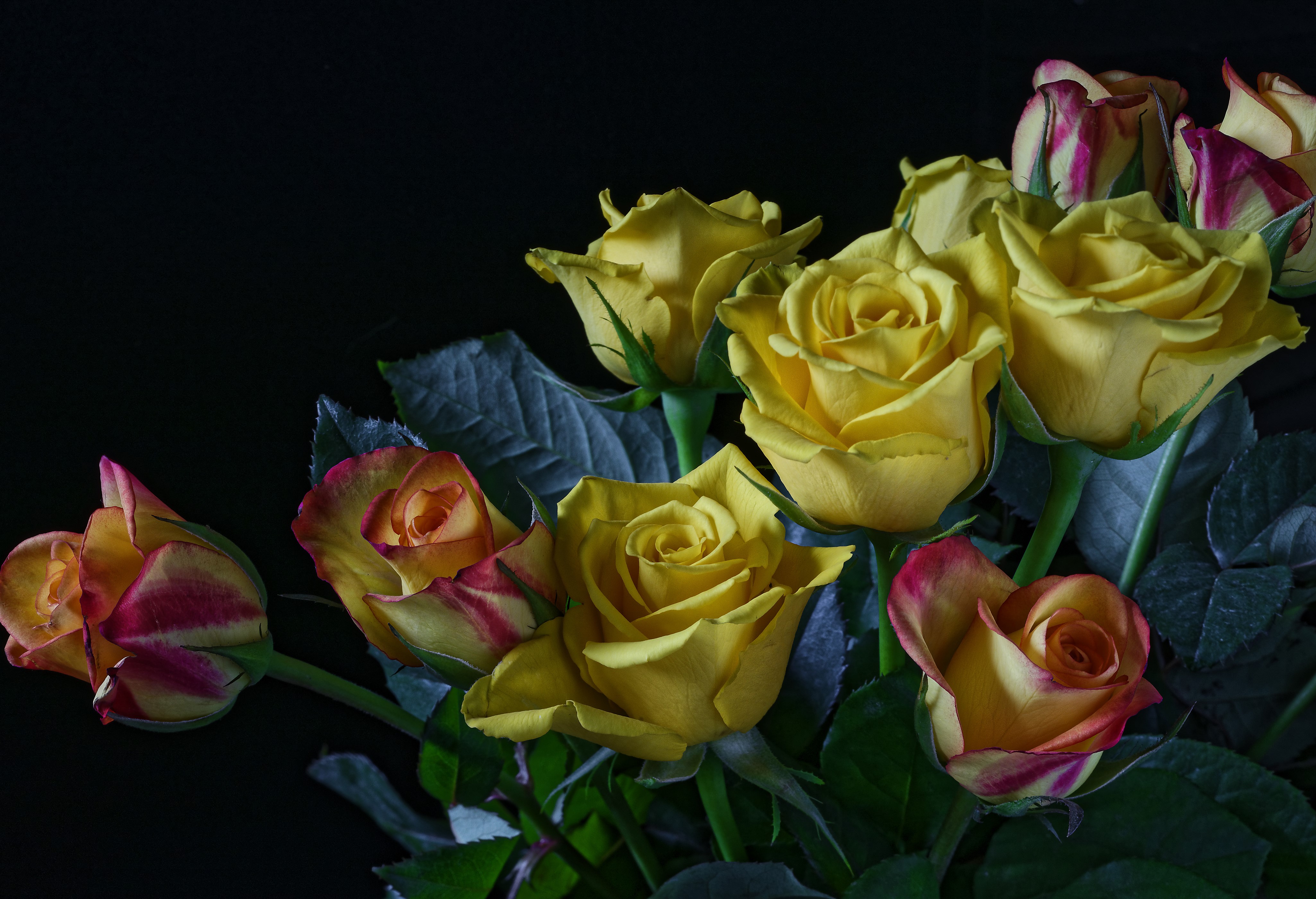 Yellow and bi-color roses on black background HD Wallpaper