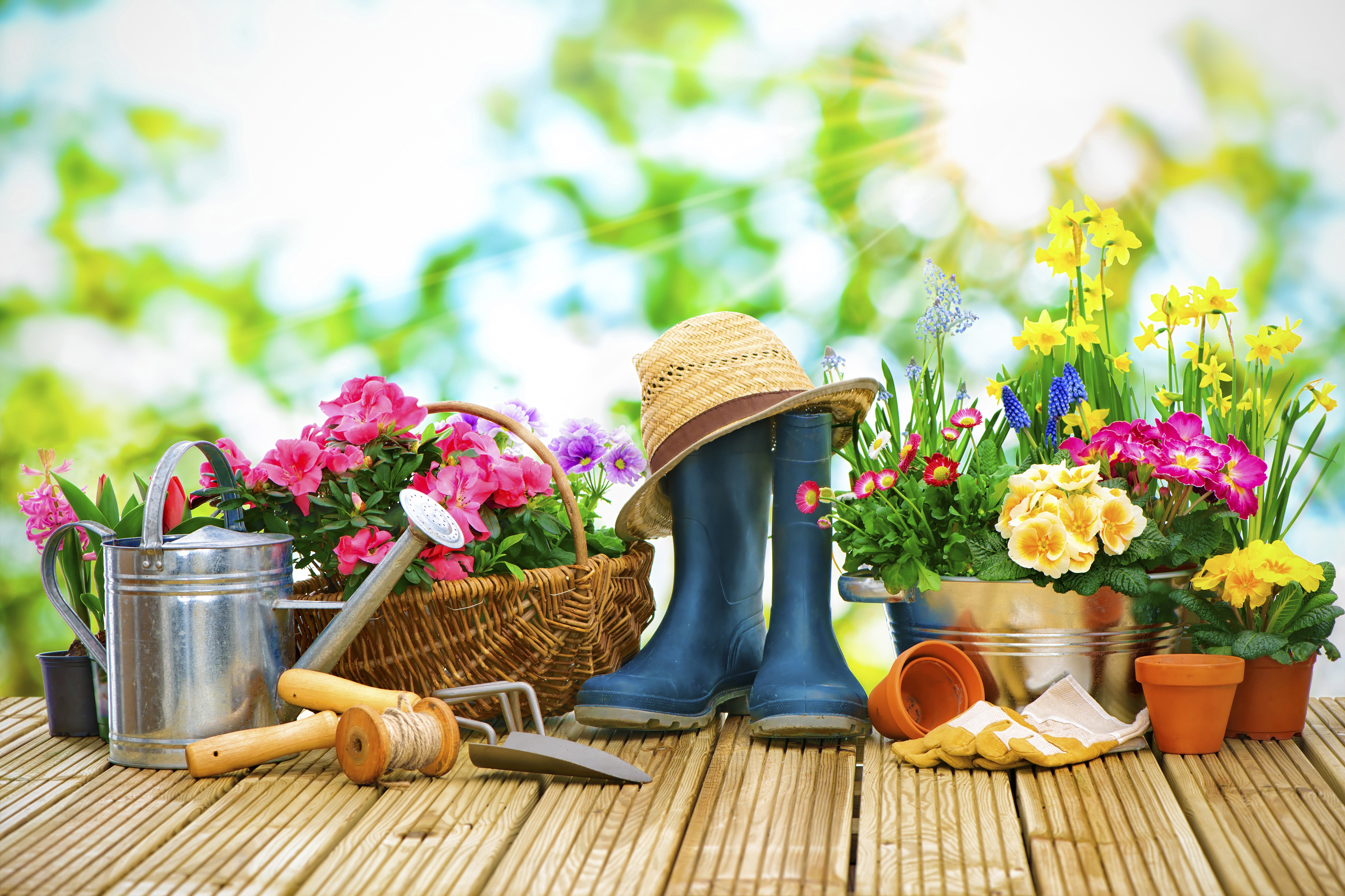 Gardening tools and spring flowers on wooden planks HD Wallpaper