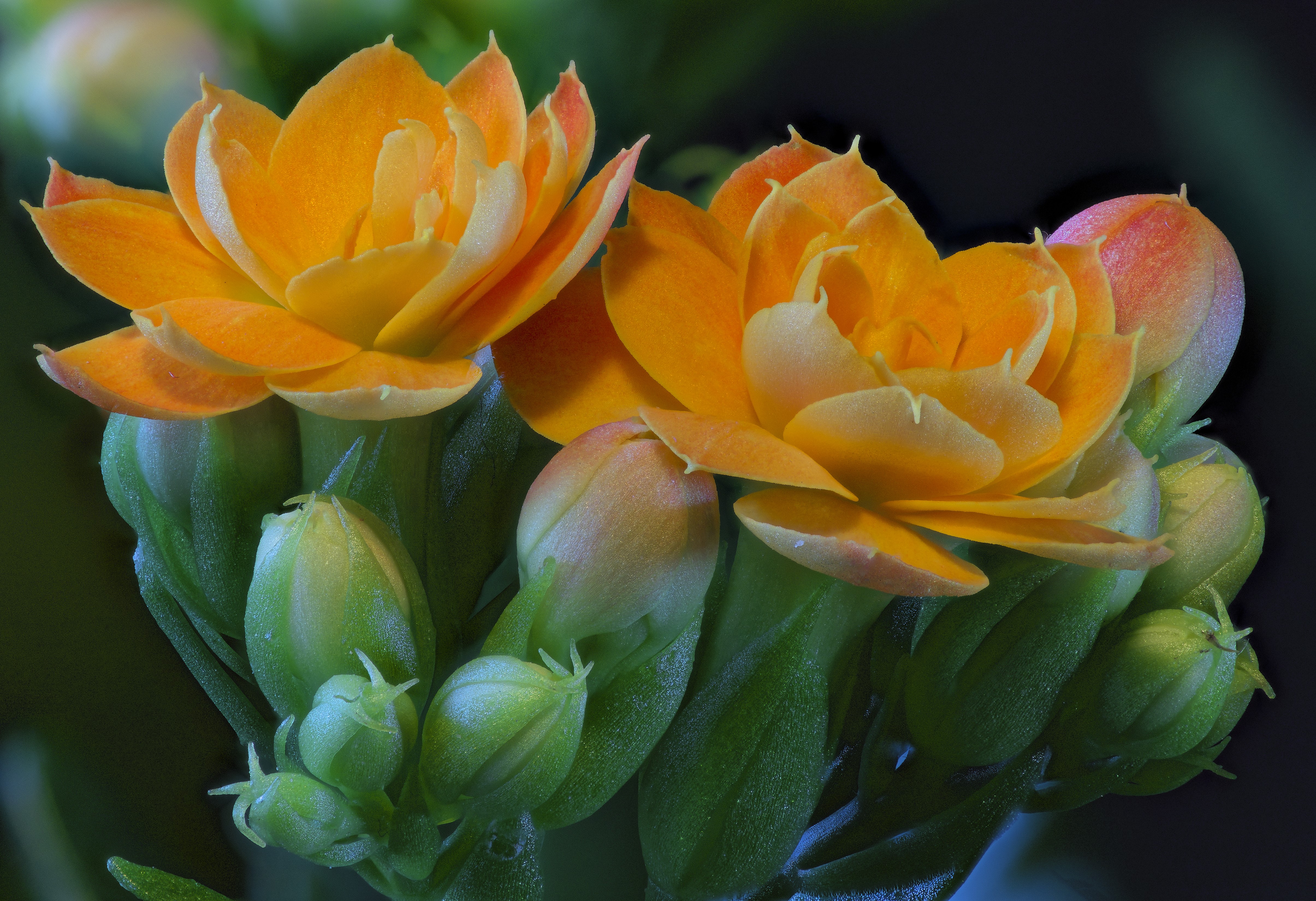 4K Kalanchoe Orange Flowers and Buds Closeup HD Wallpaper