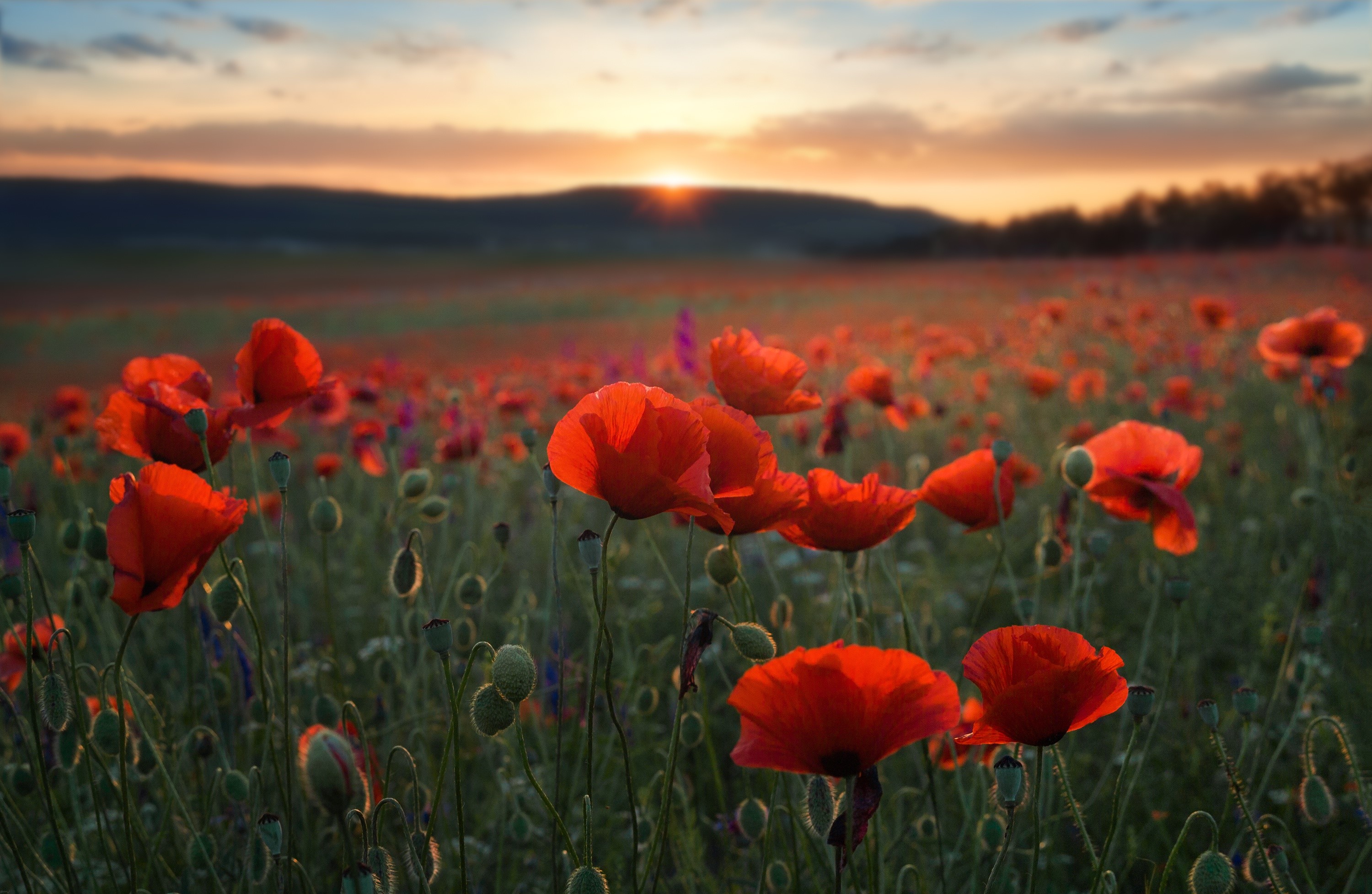 Field of poppies at sunset HD Wallpaper
