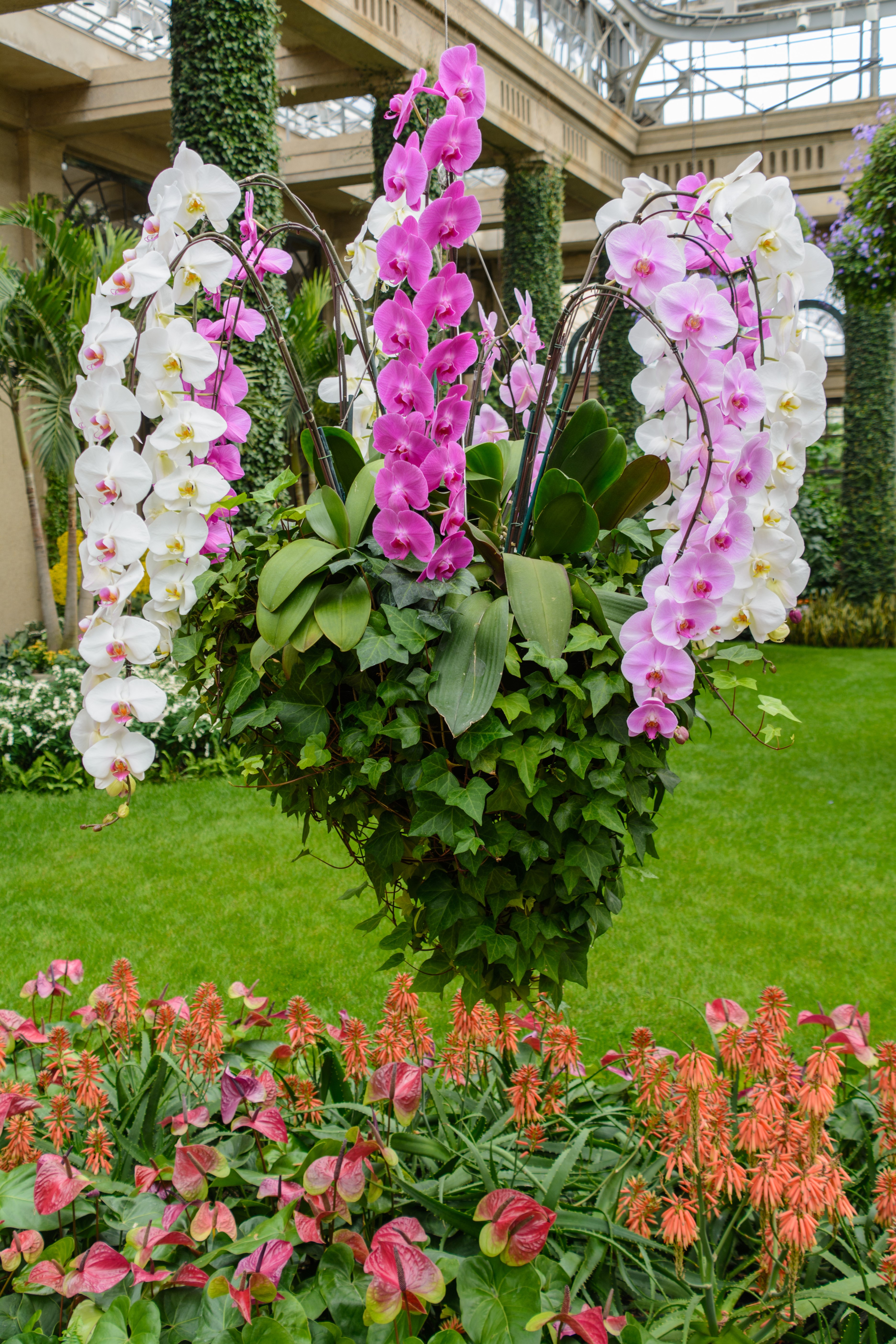Hanging orchids and tropical flowers in a conservatory HD Phone Wallpaper