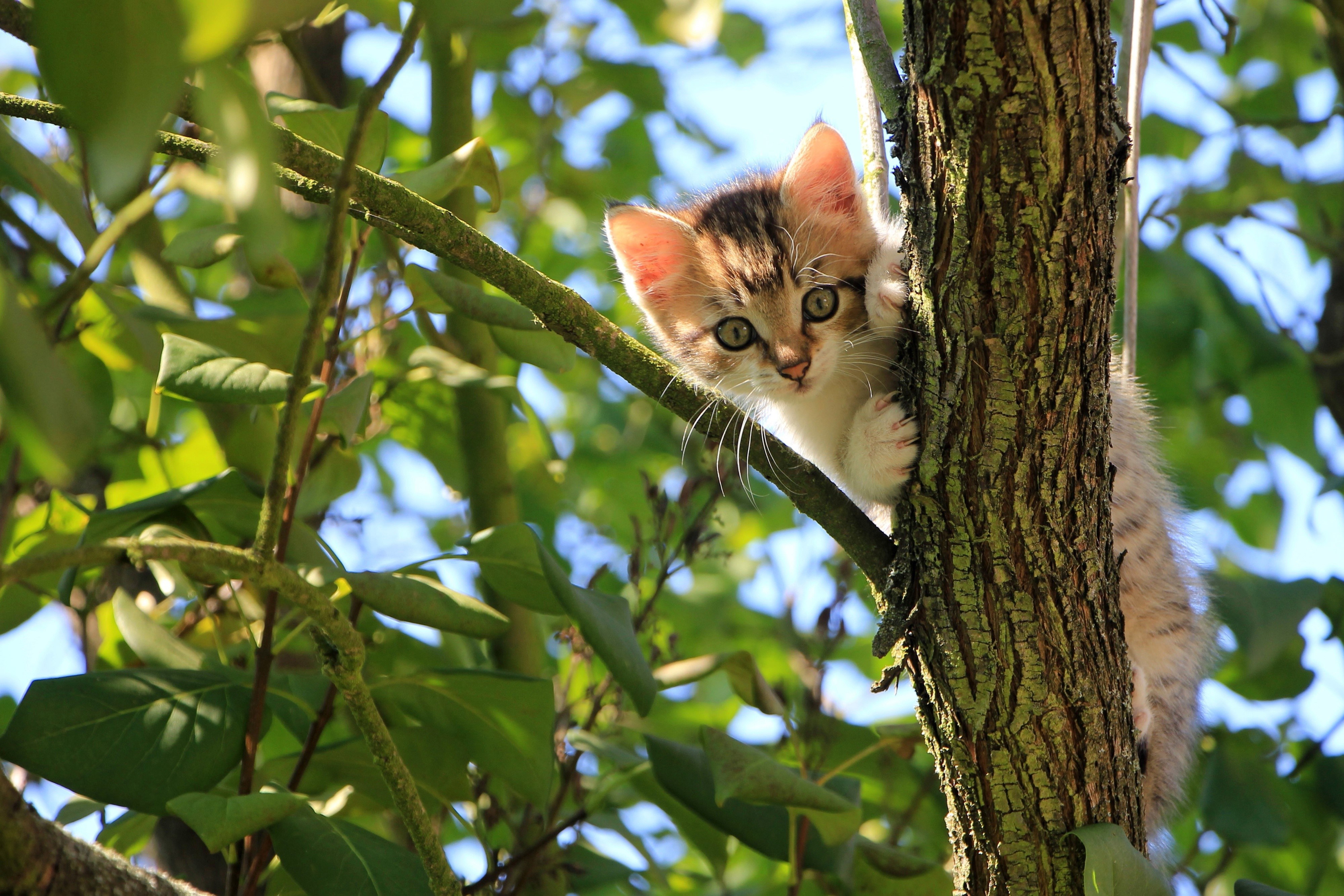 Kitten peeking from behind a tree branch HD Wallpaper