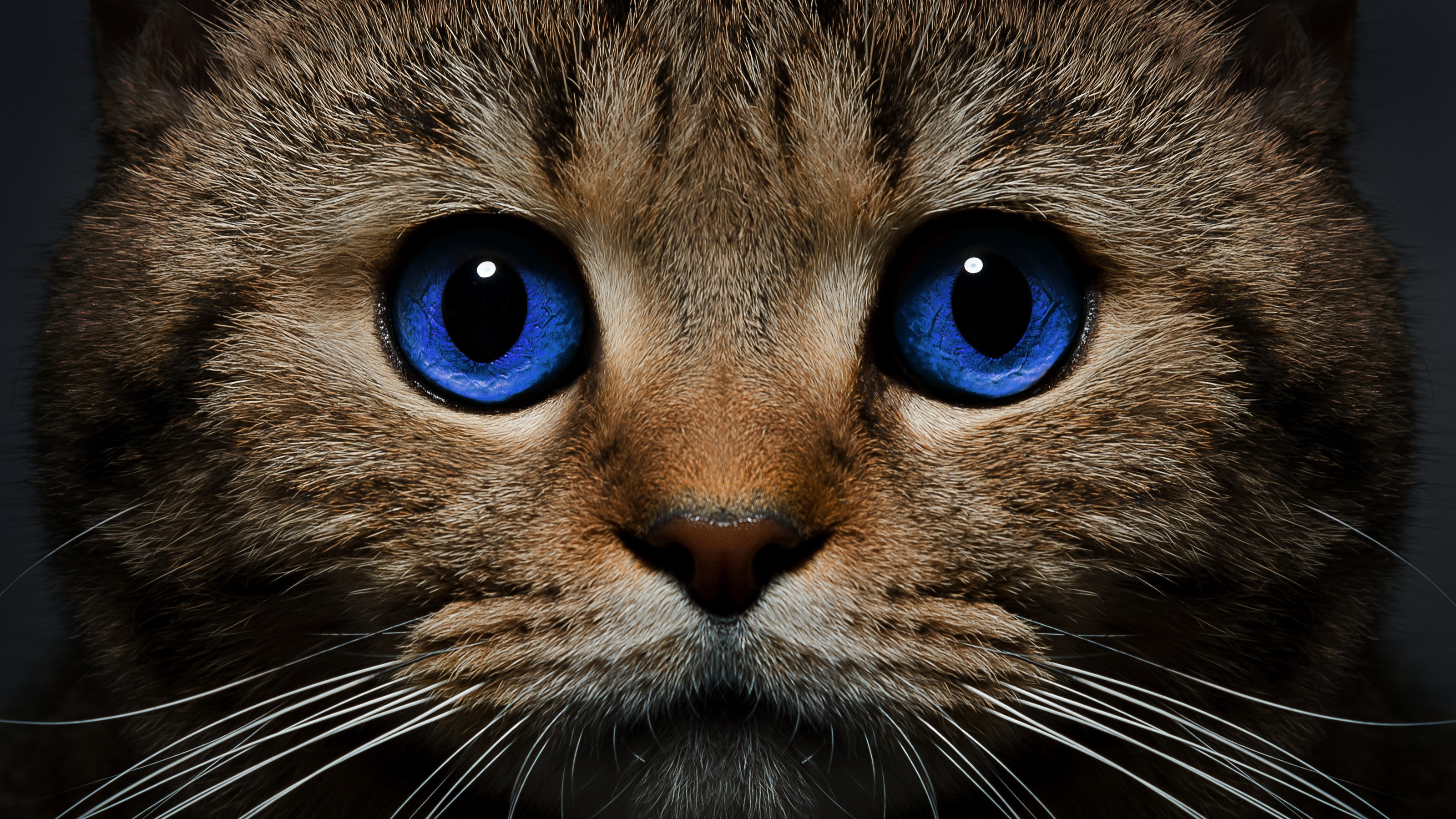 Close-up of a tabby cat's face with blue eyes HD Wallpaper