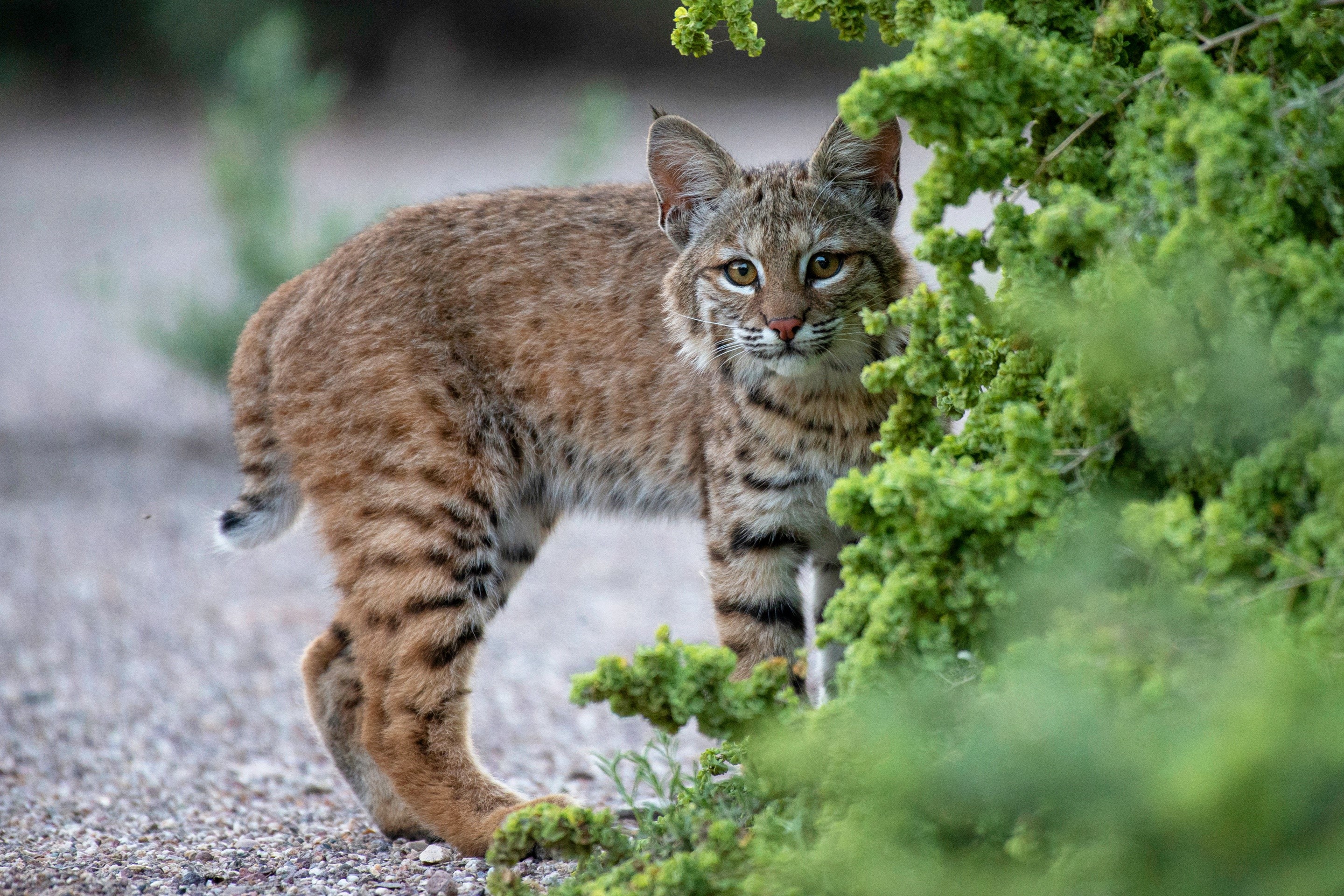 Bobcat peeking from behind a green bush HD Wallpaper