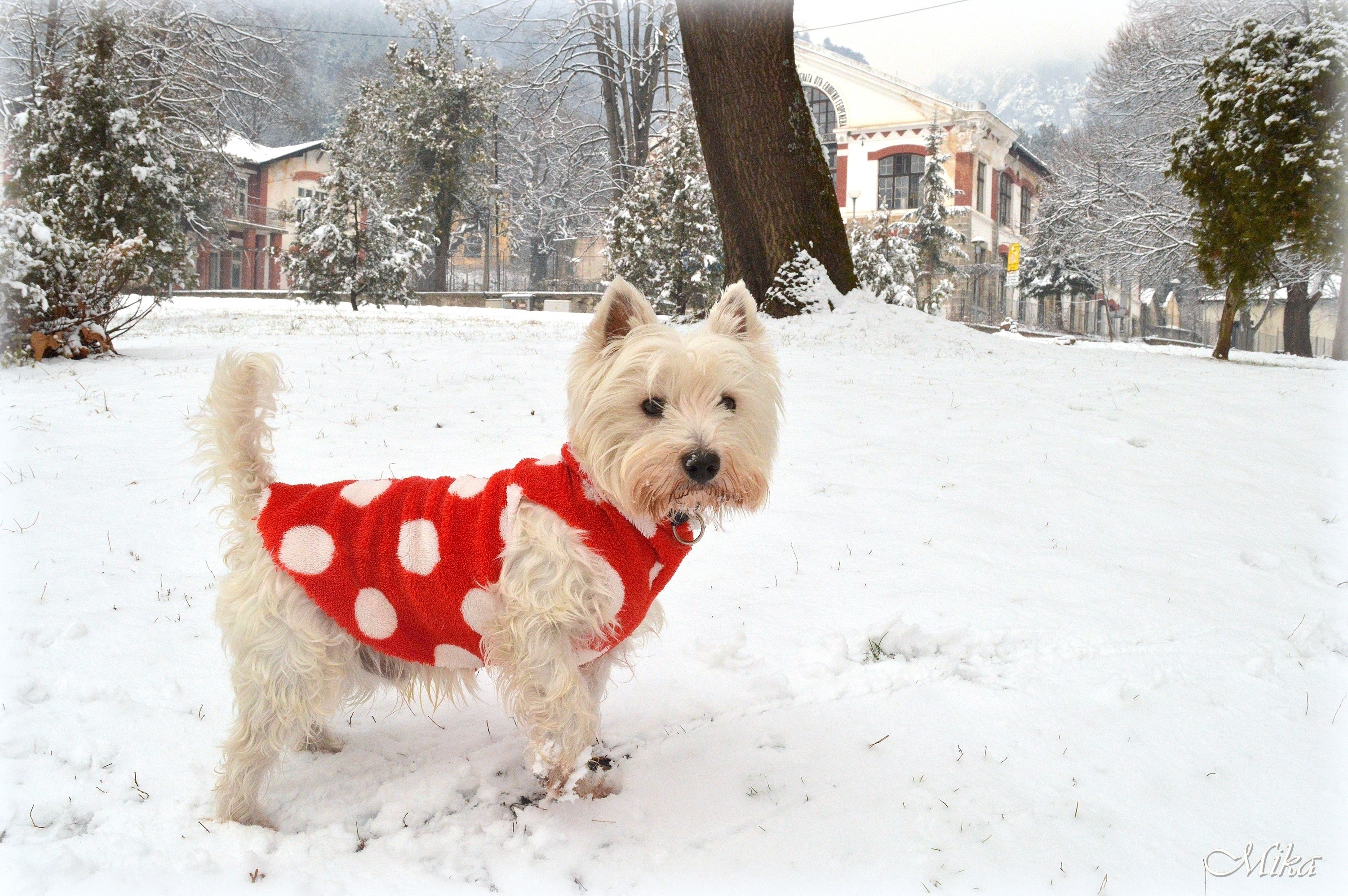 West Highland White Terrier in a red polka dot coat in the snow HD Wallpaper