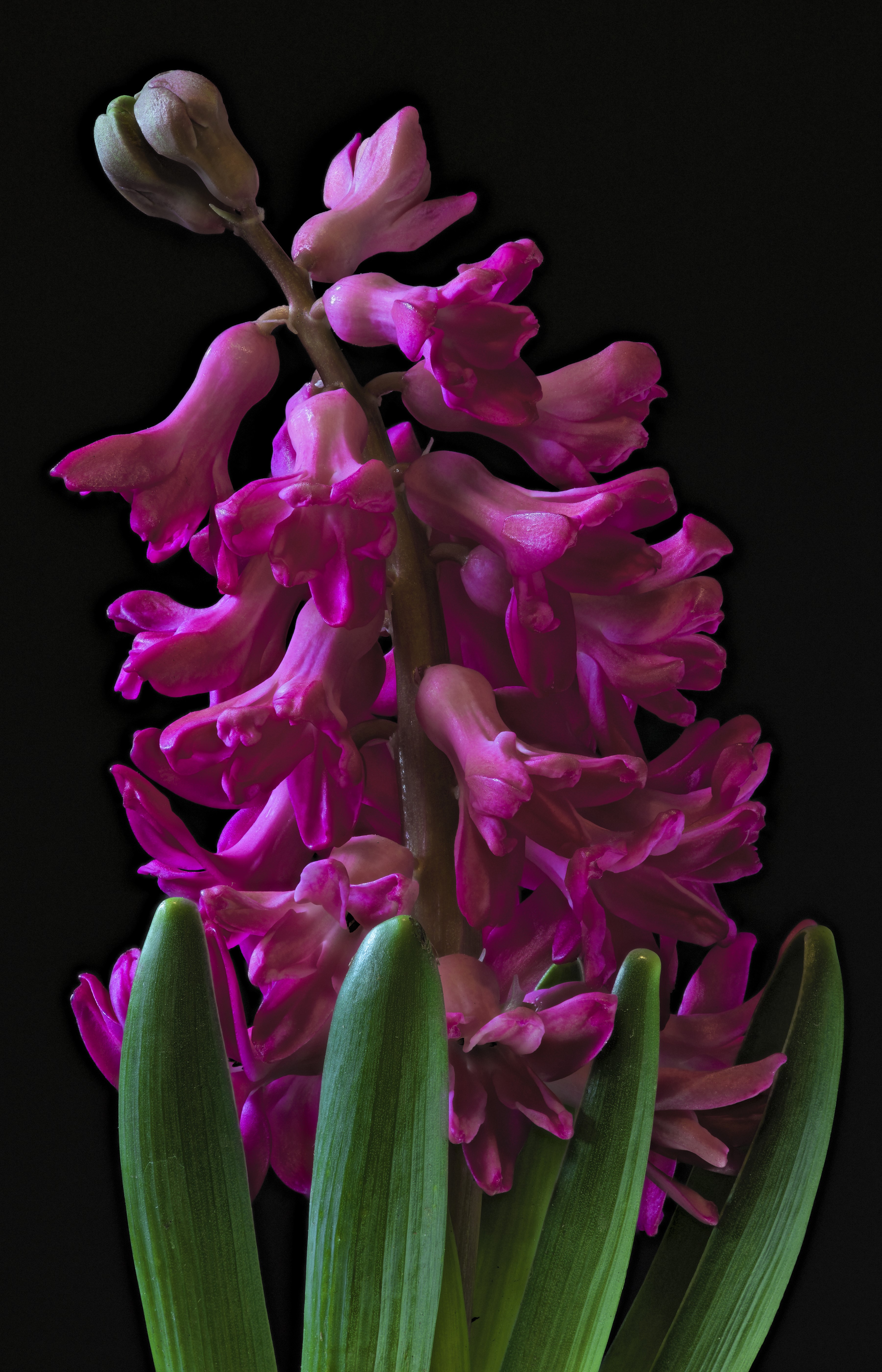 Pink Hyacinths with Green Leaves on Black Background HD Phone Wallpaper