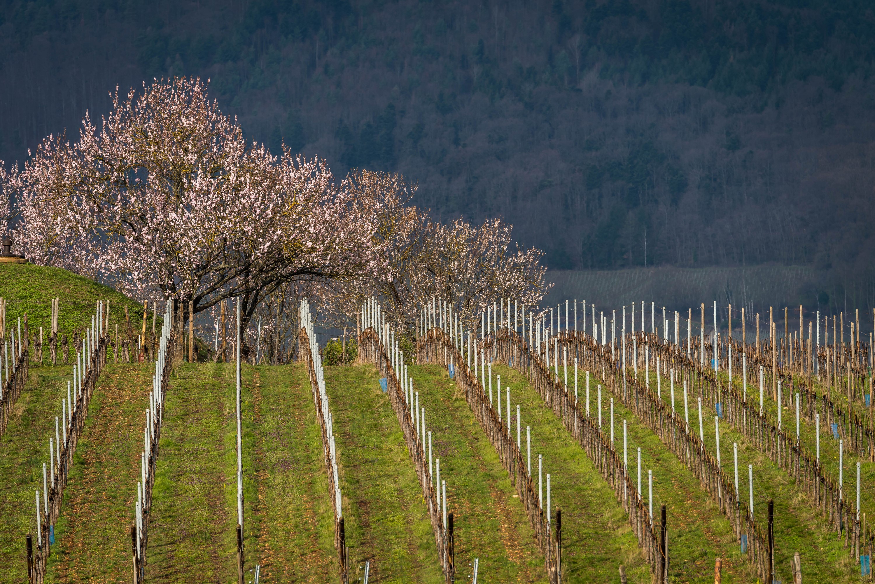 Vineyards and flowering trees in Mittelwihr, France HD Wallpaper