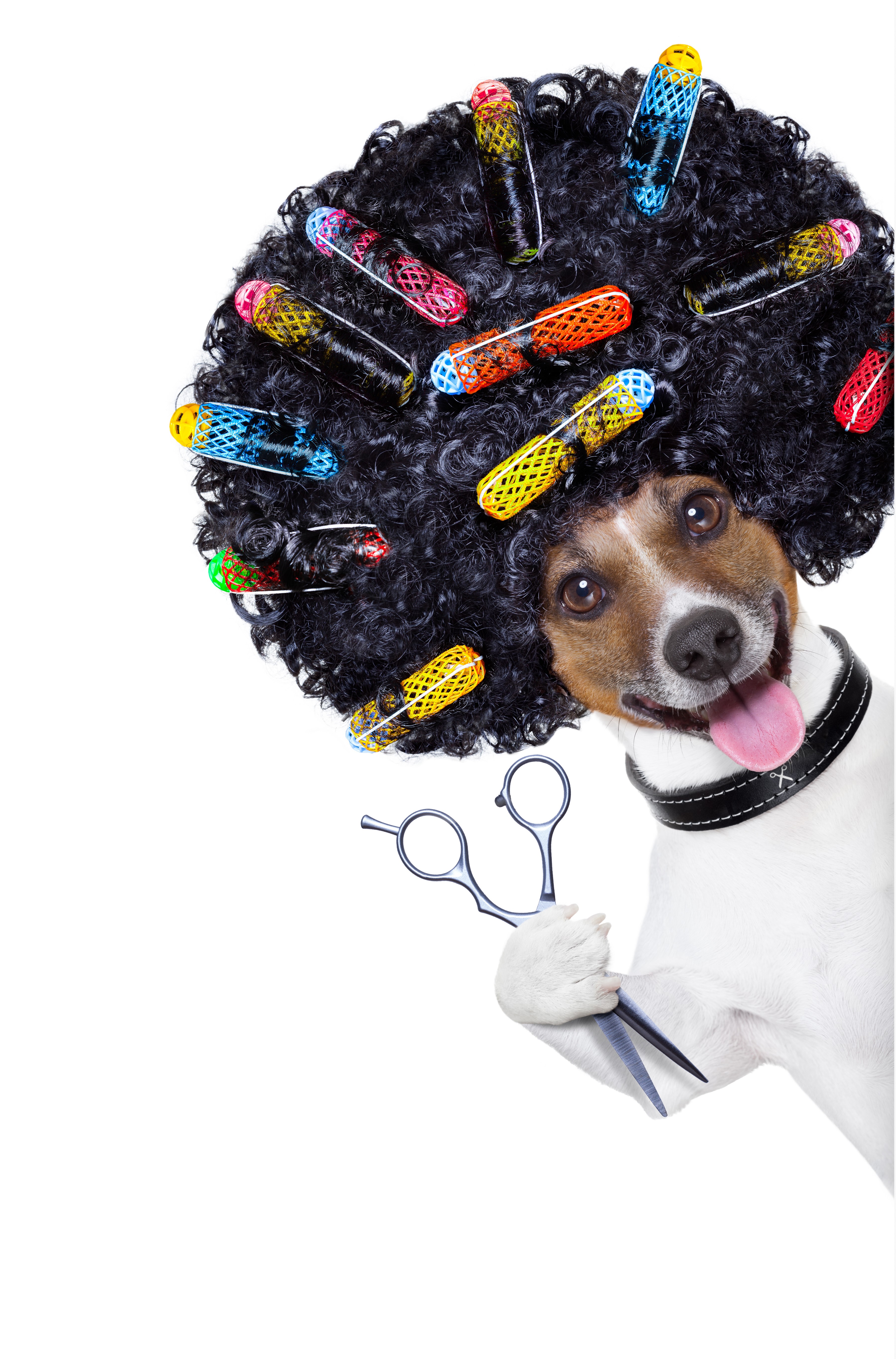 Dog with curly wig and hair curlers holding scissors HD Phone Wallpaper