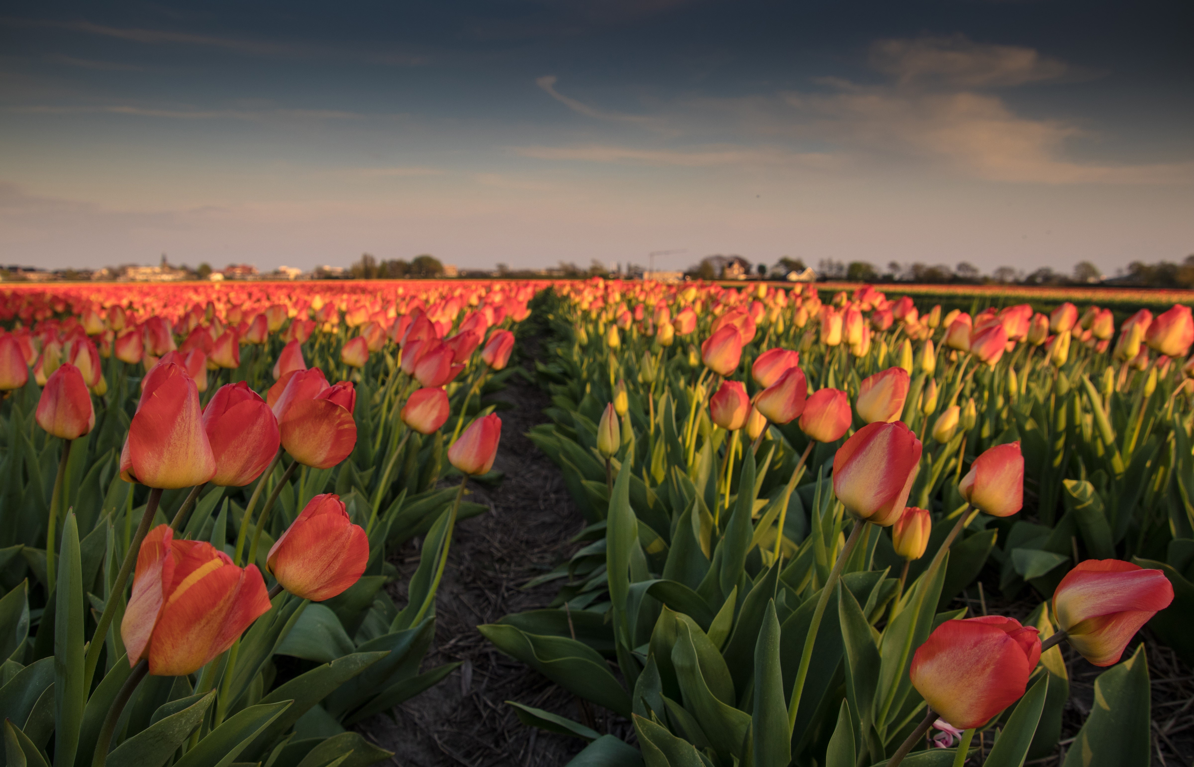 Field of Red and Yellow Tulips at Sunset HD Wallpaper