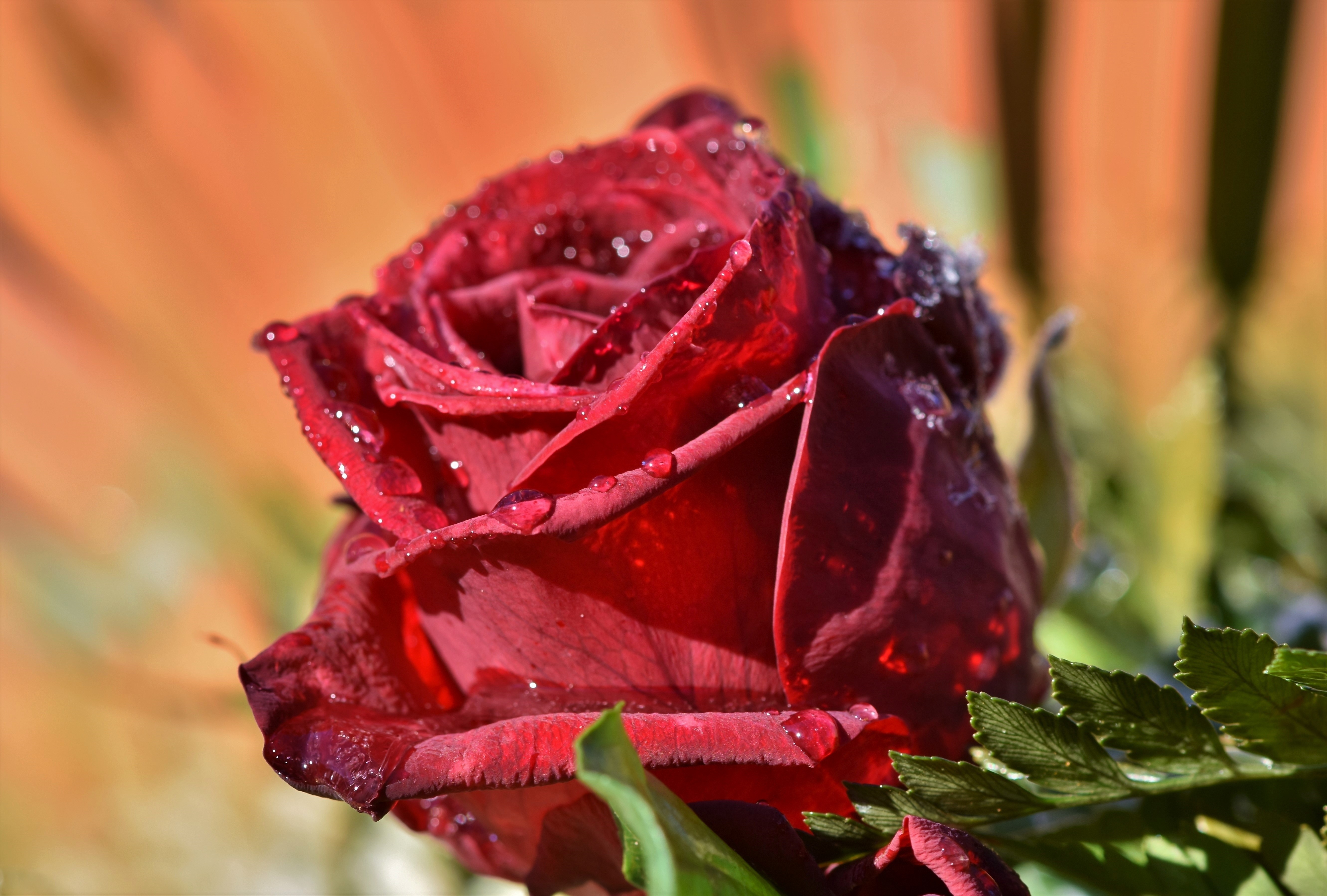 Red Rose with Water Drops HD Wallpaper