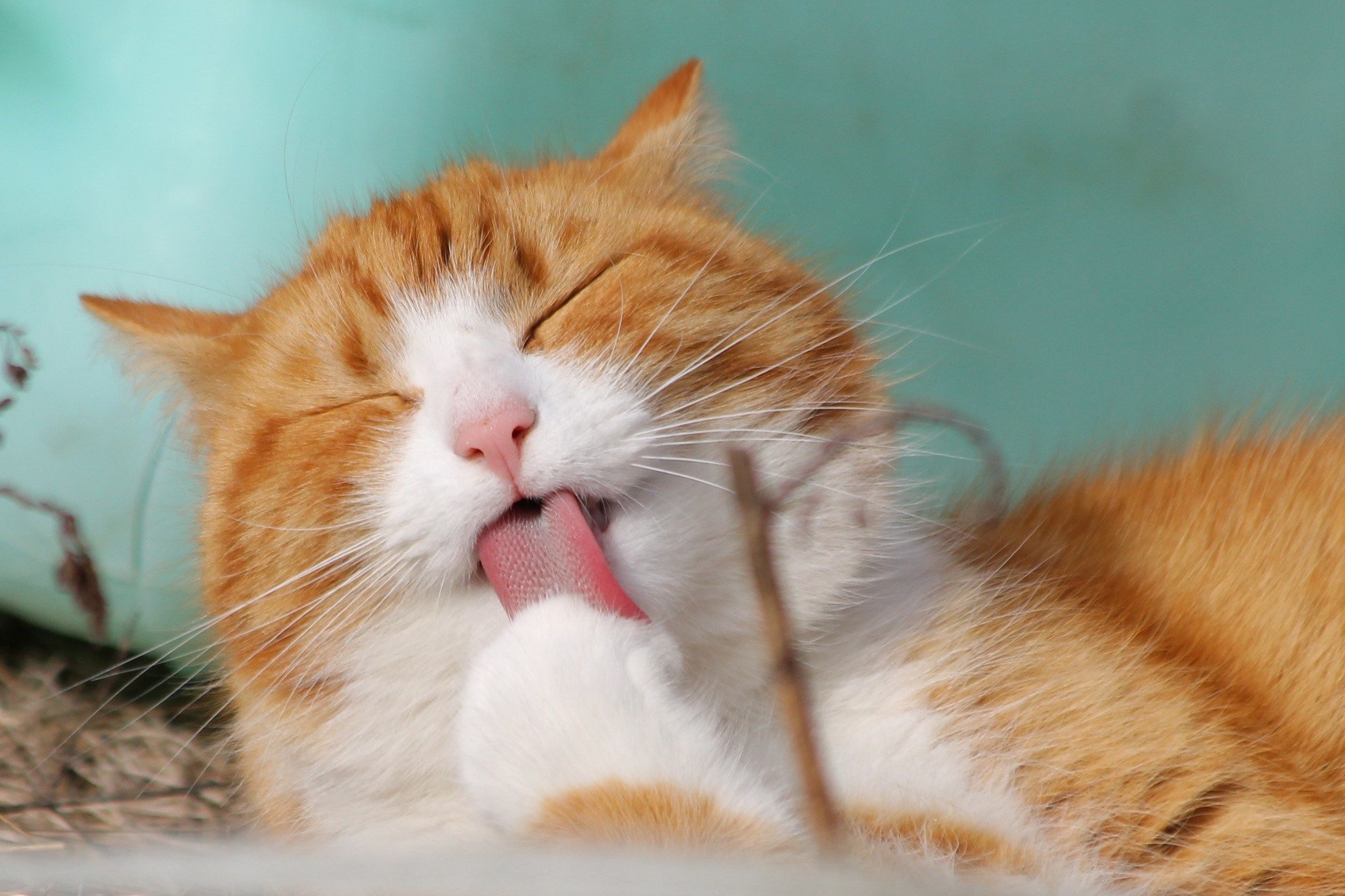Orange and white cat licking its paw HD Wallpaper