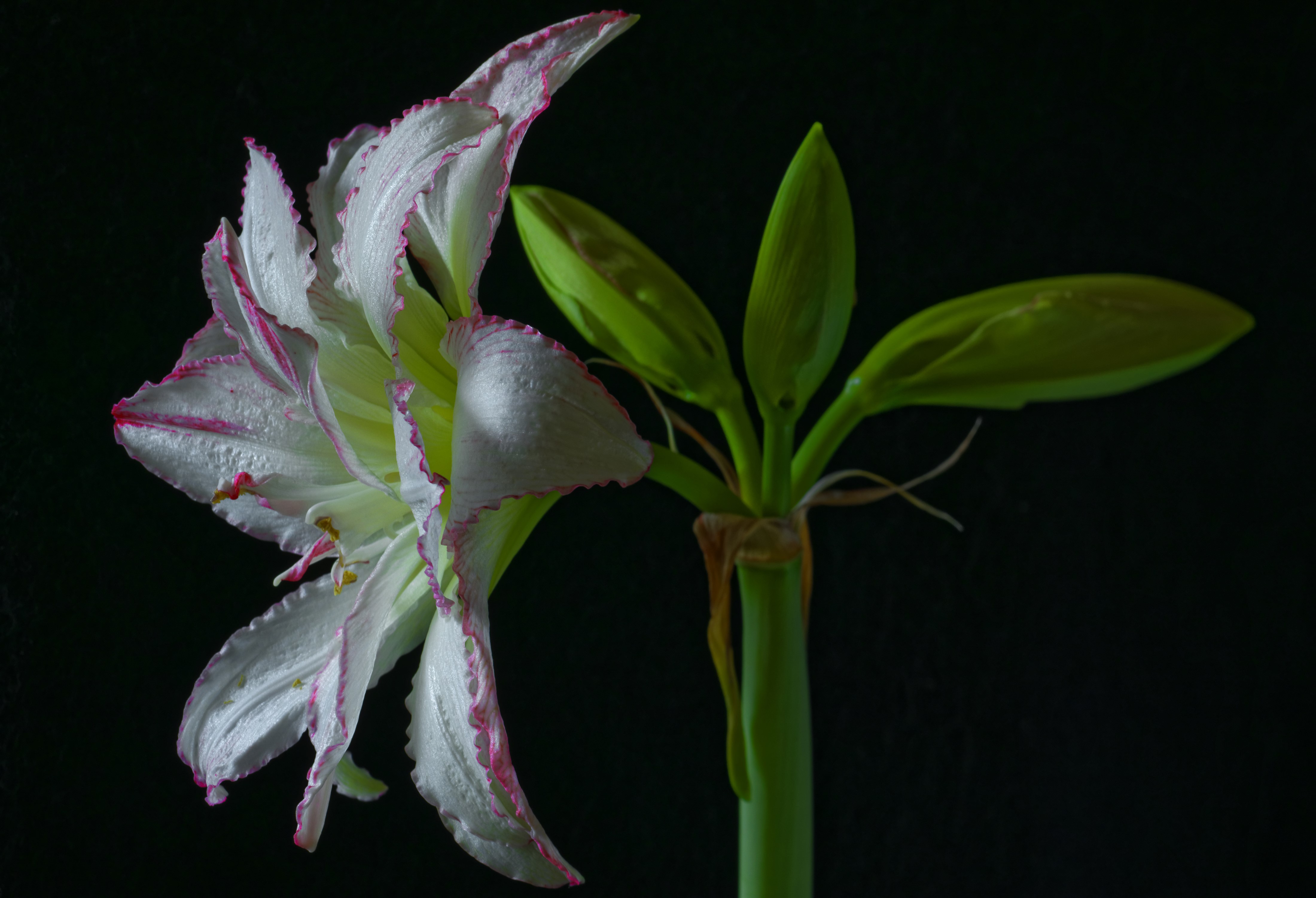 White Amaryllis flower with pink edges and buds HD Wallpaper