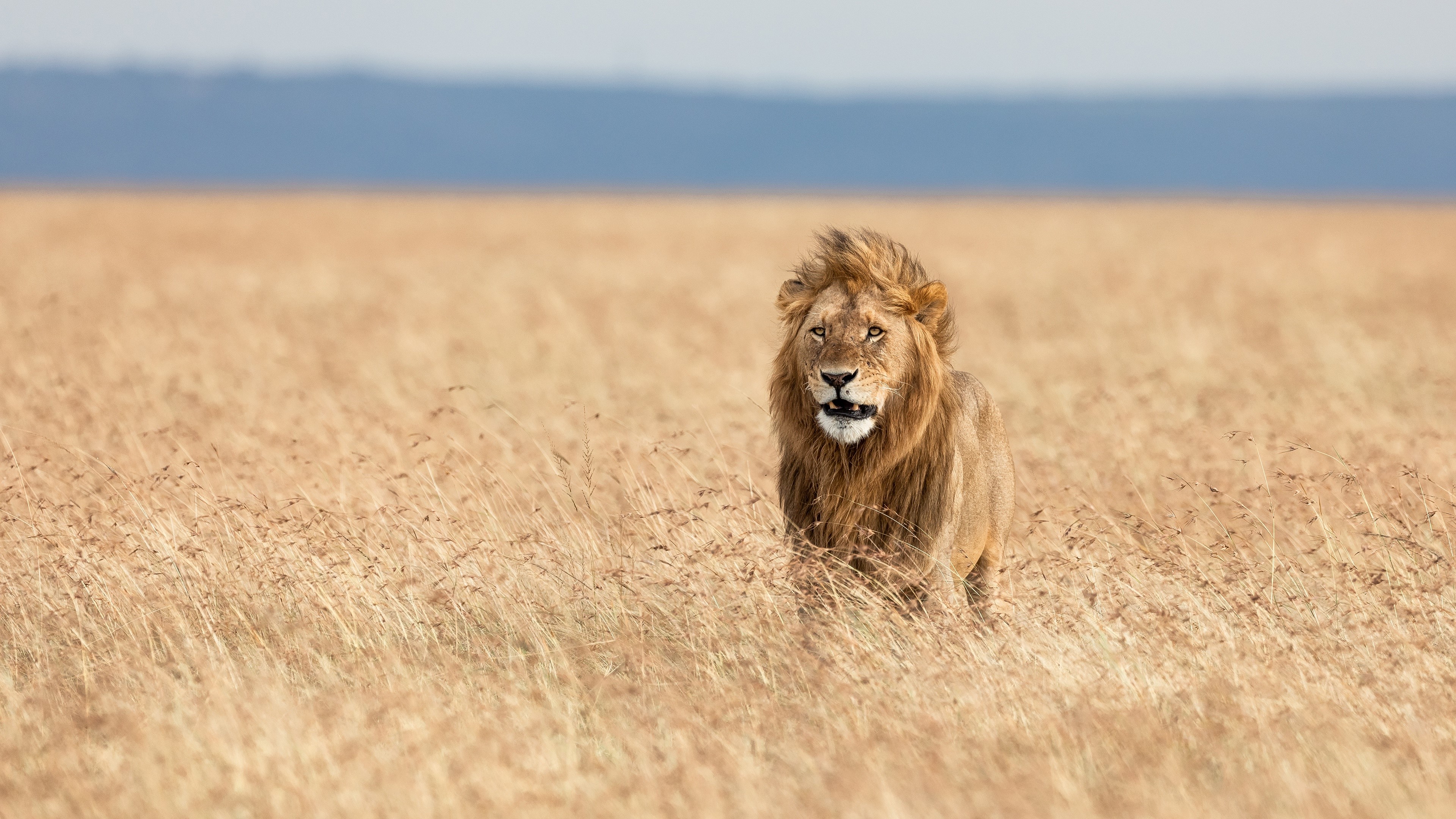 Lion in a dry grassy field in Africa HD Wallpaper